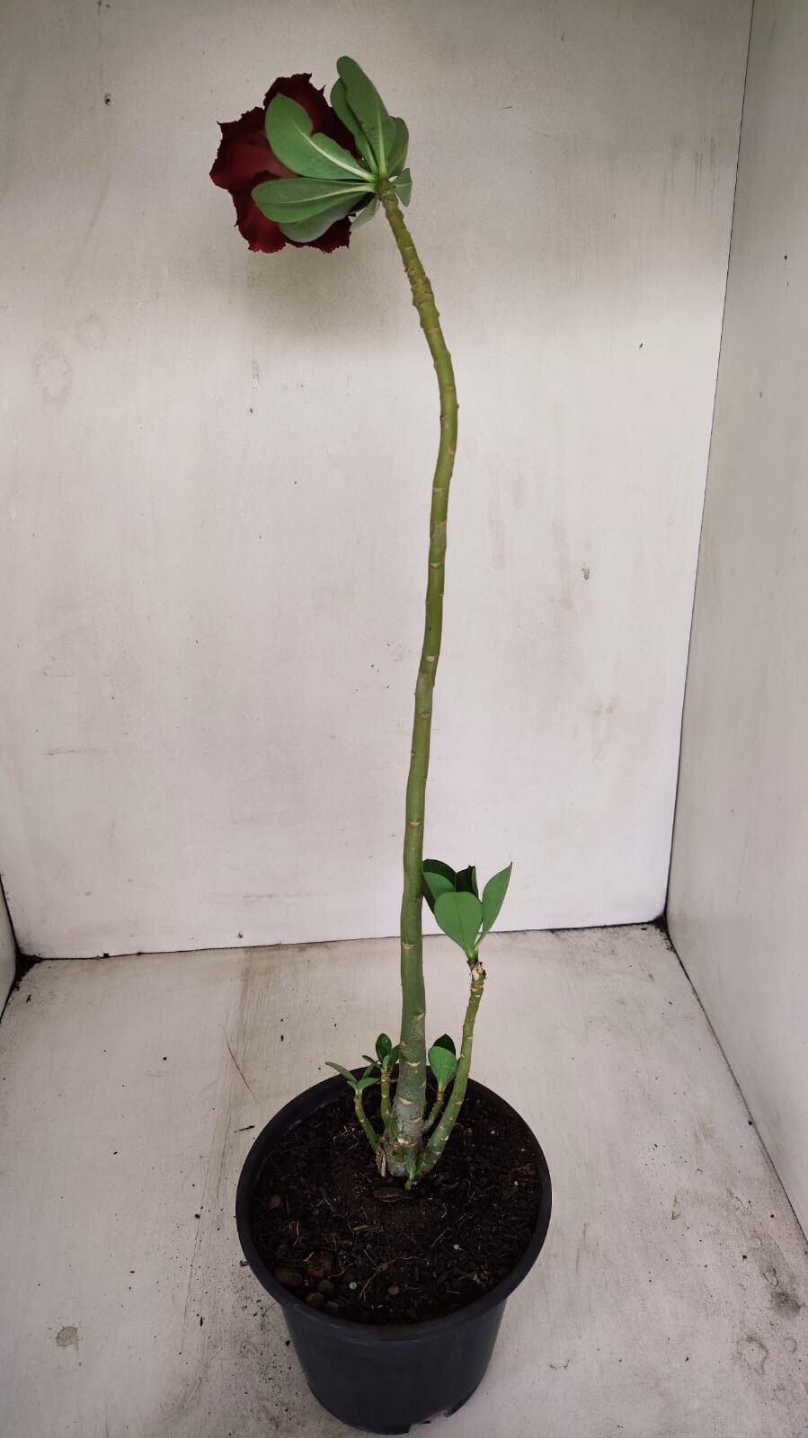 Planta Dobrada 3438 – 30cm – 02 anos - foto 5