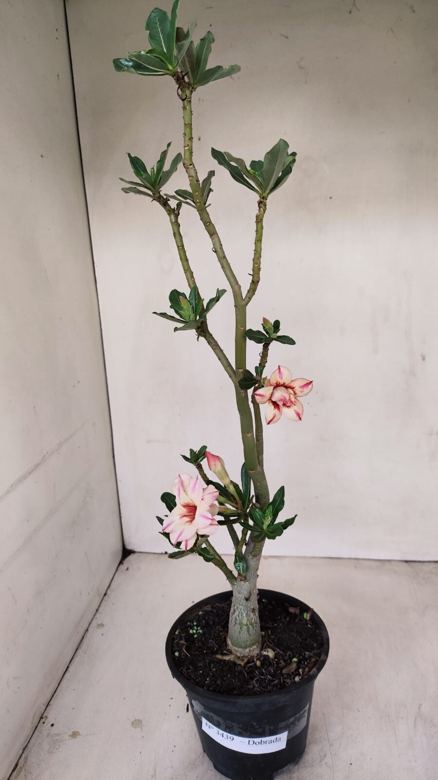 Planta Dobrada 3439 – 35cm – 03 anos - foto 2