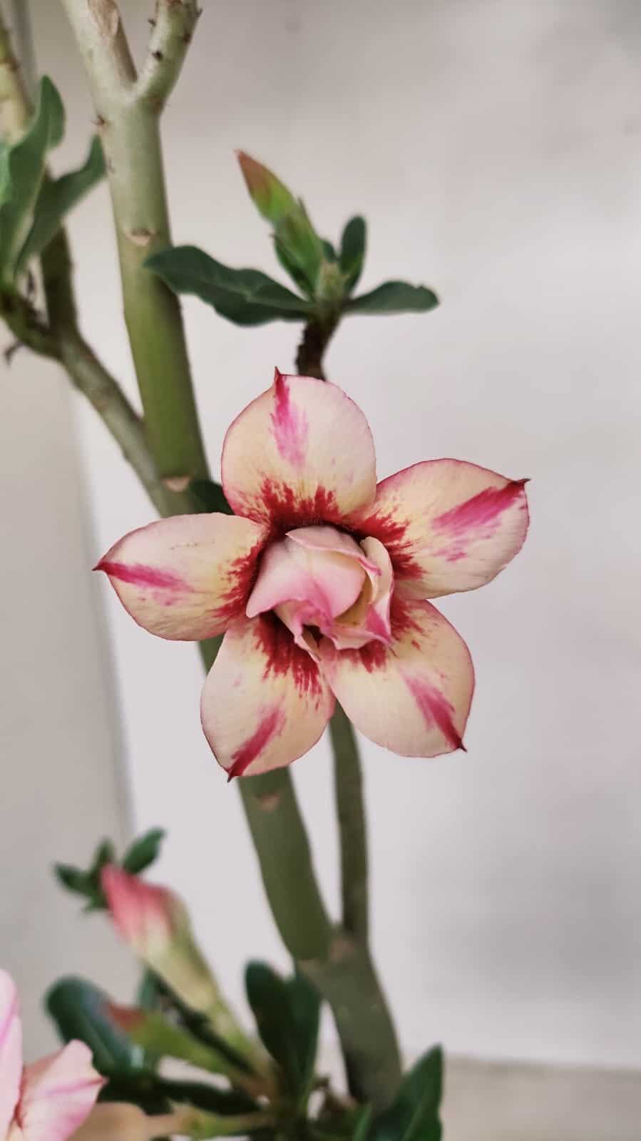 Planta Dobrada 3439 – 35cm – 03 anos - foto 3