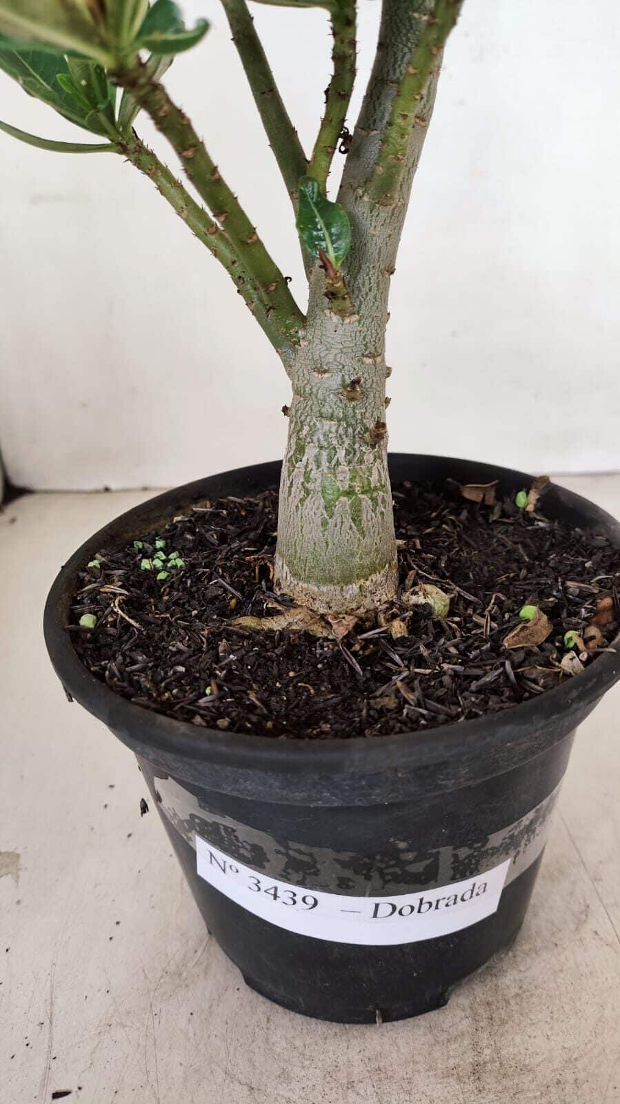 Planta Dobrada 3439 – 35cm – 03 anos - foto 6
