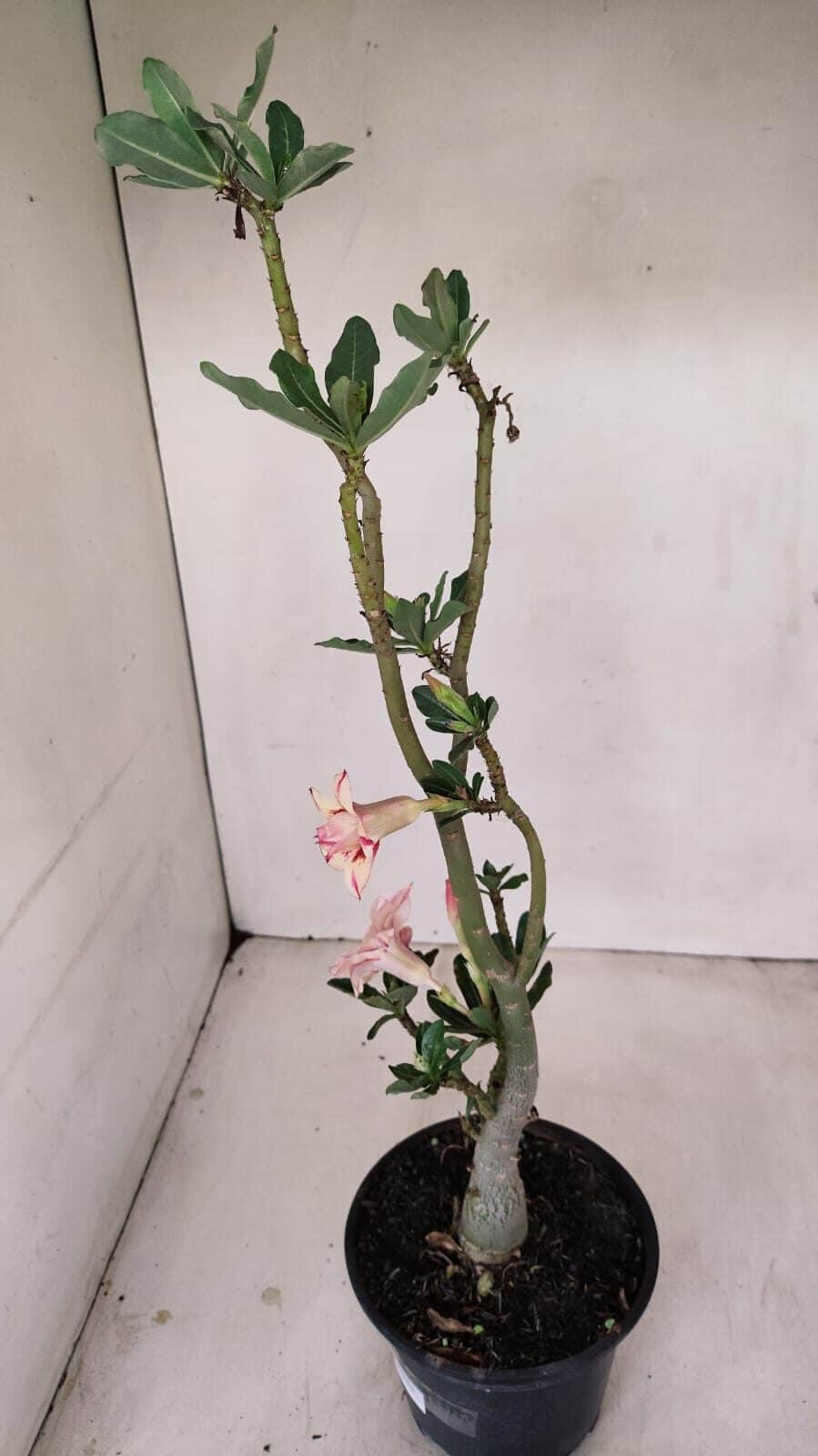 Planta Dobrada 3439 – 35cm – 03 anos - foto 5