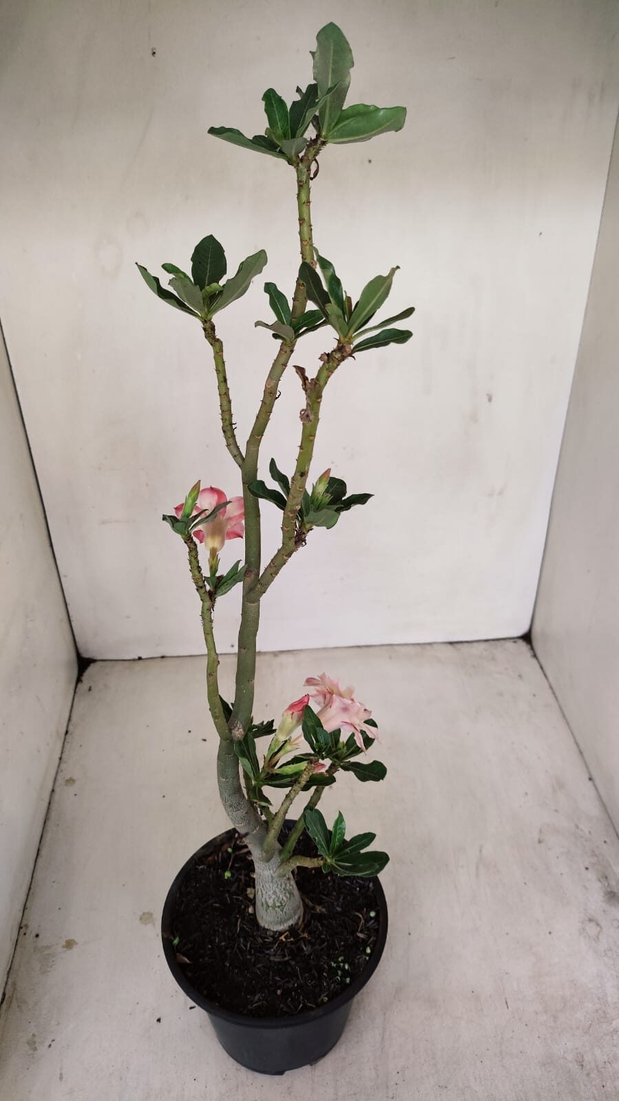 Planta Dobrada 3439 – 35cm – 03 anos - foto 4