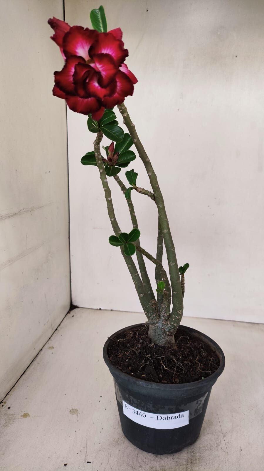 Planta Dobrada 3440 – 30cm – 02 anos - foto 2