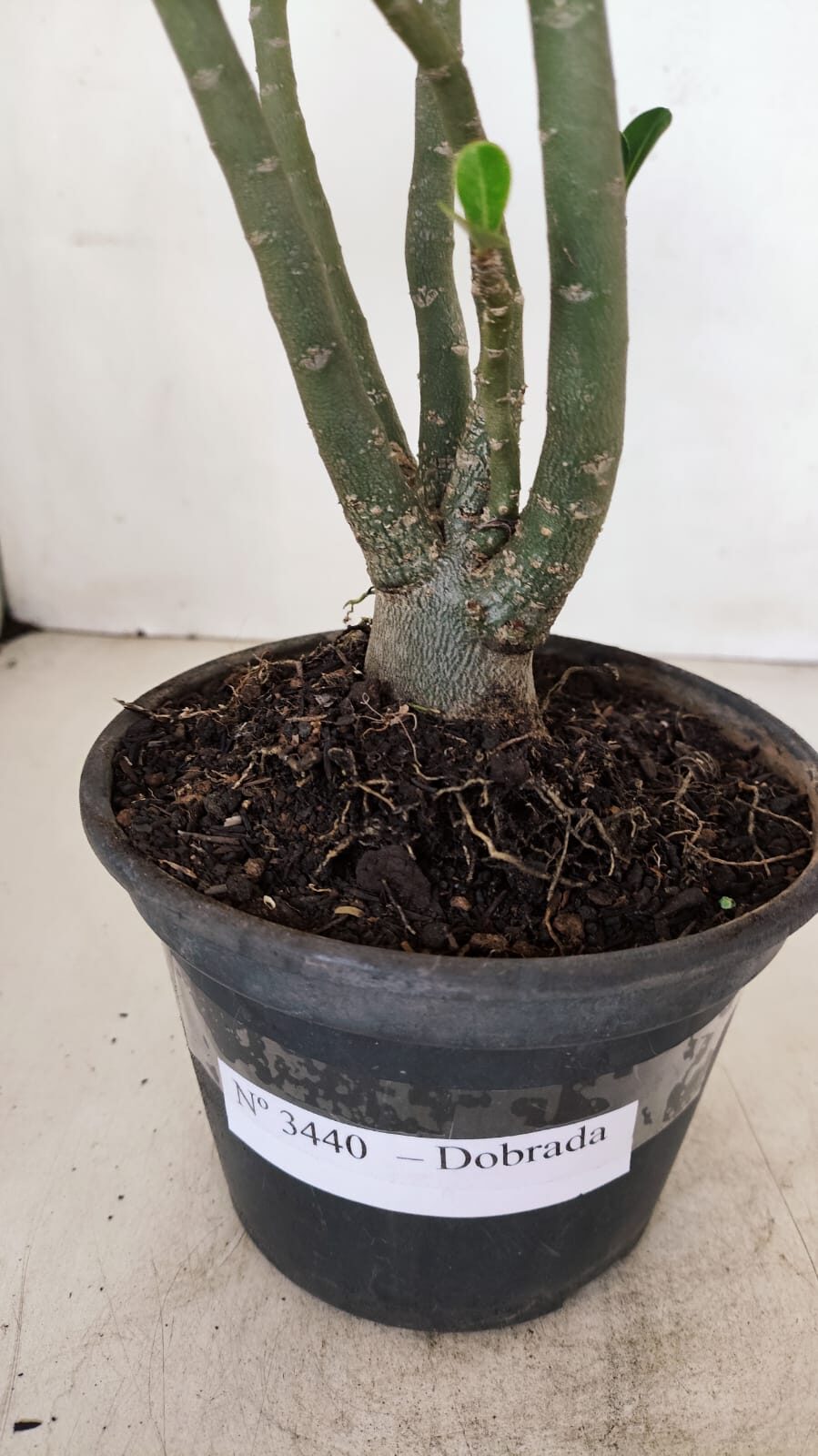 Planta Dobrada 3440 – 30cm – 02 anos - foto 7