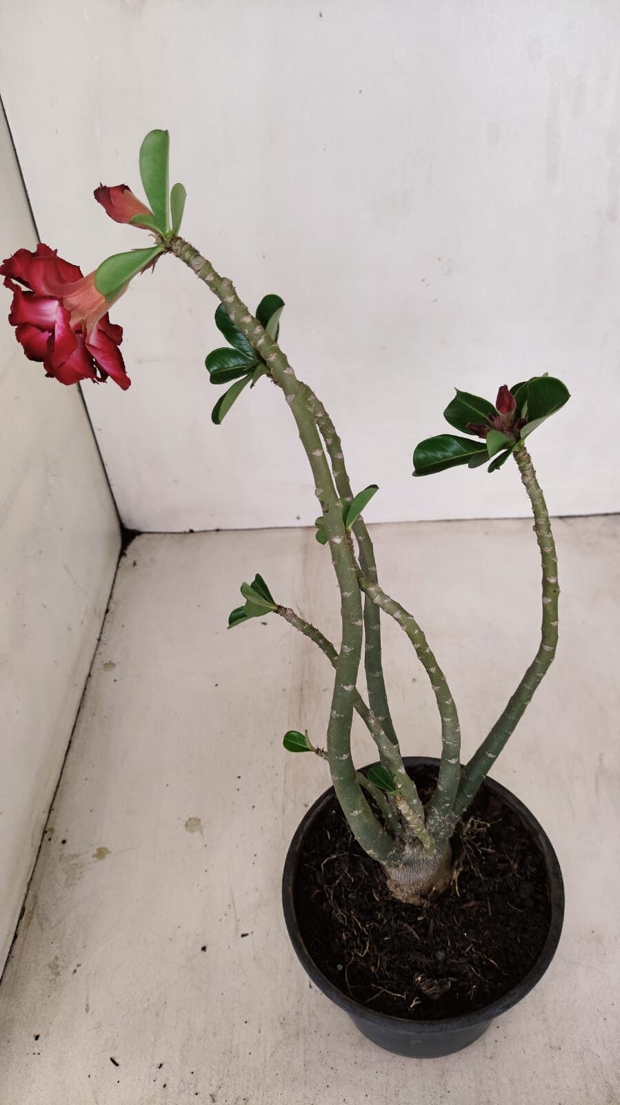 Planta Dobrada 3440 – 30cm – 02 anos - foto 6