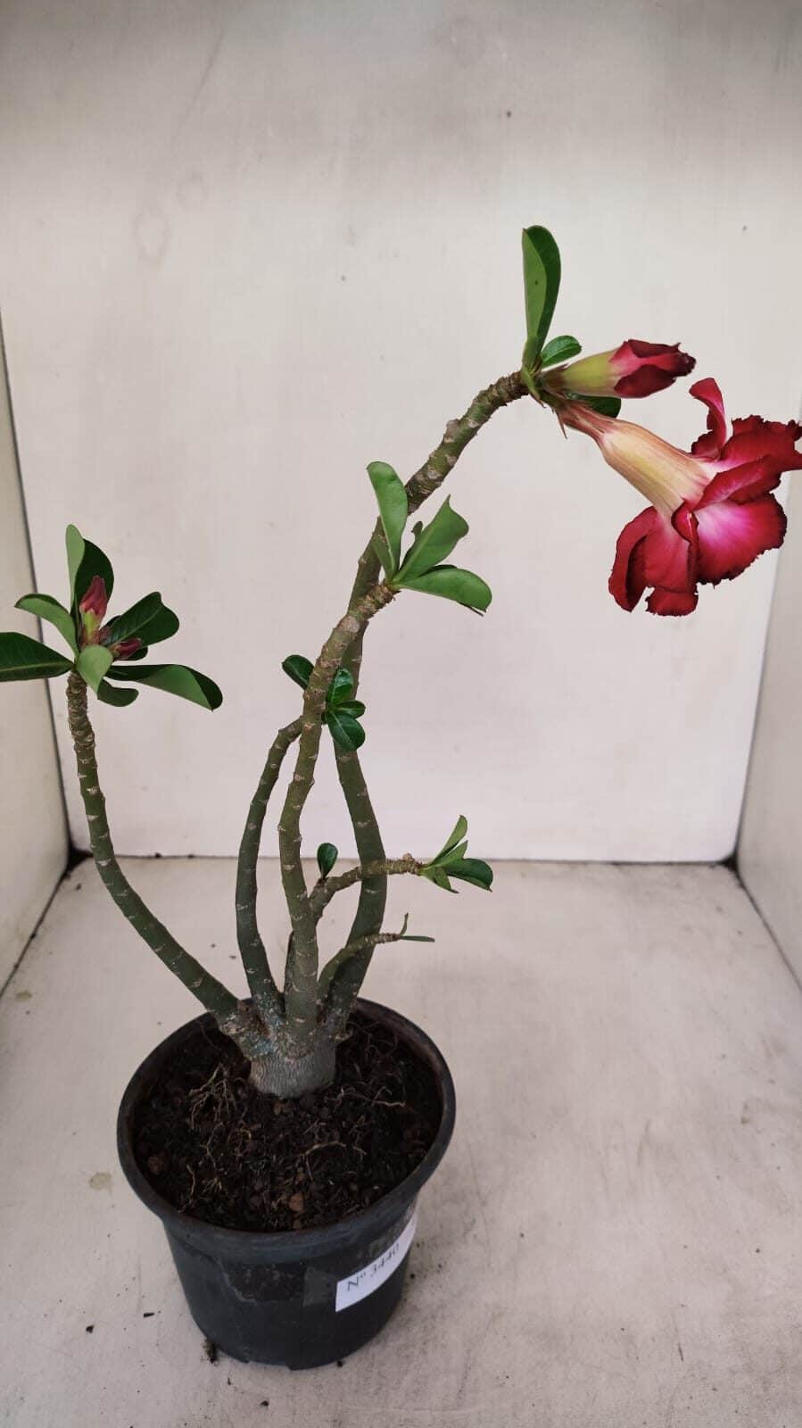 Planta Dobrada 3440 – 30cm – 02 anos - foto 5