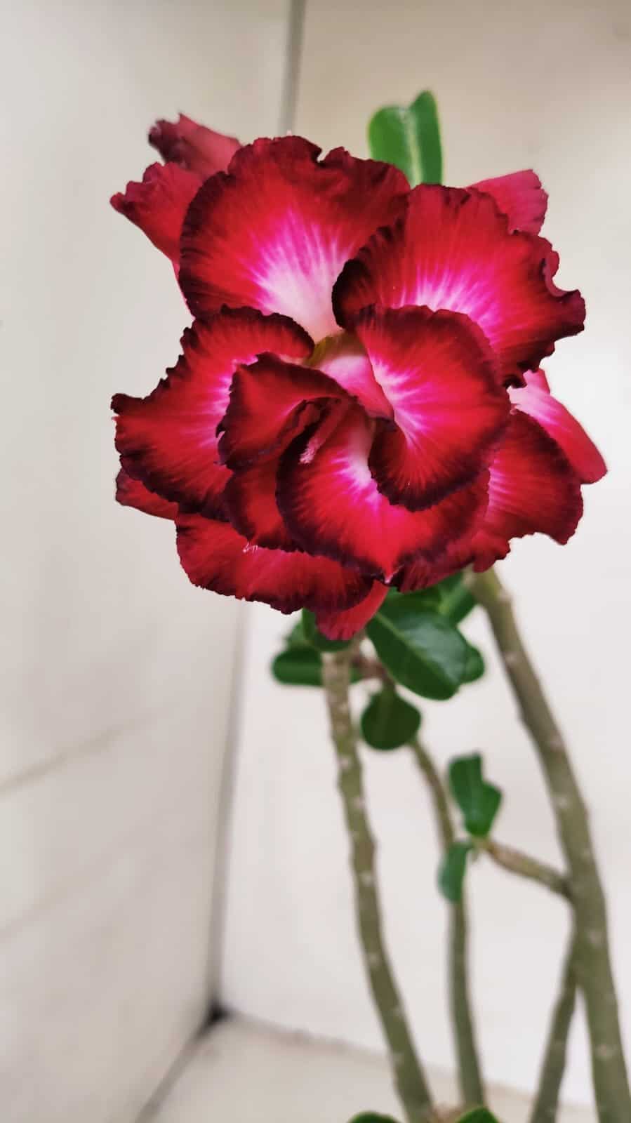 Planta Dobrada 3440 – 30cm – 02 anos - foto 3