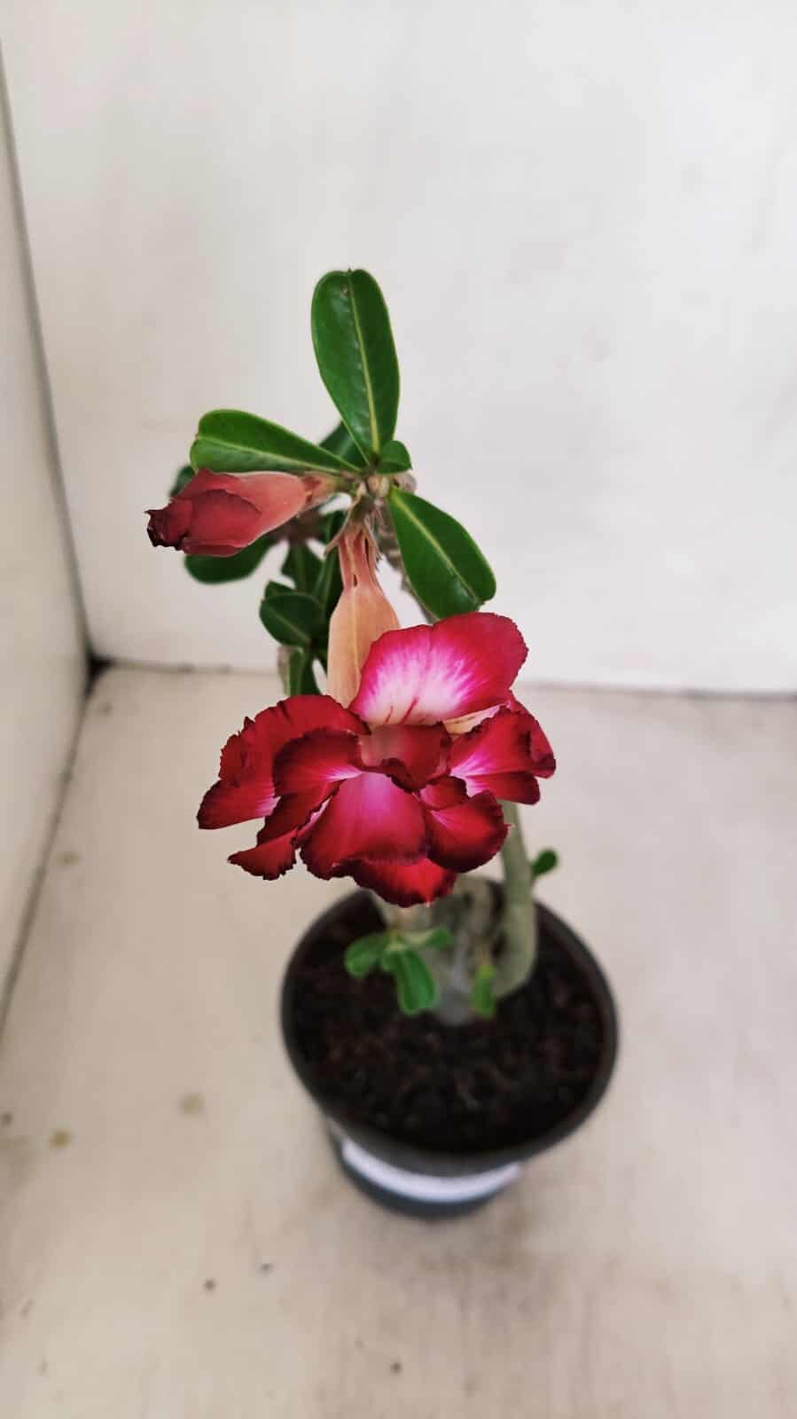 Planta Dobrada 3440 – 30cm – 02 anos - foto 4