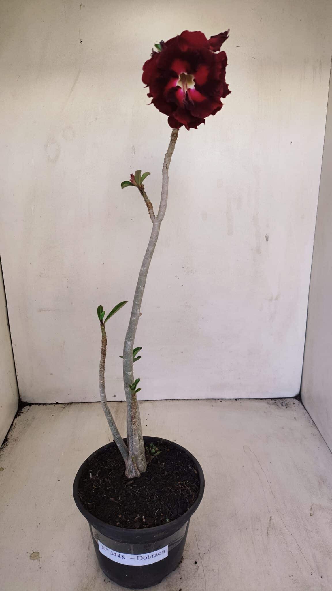 Planta Dobrada 3448 – 35cm – 03 anos - foto 2