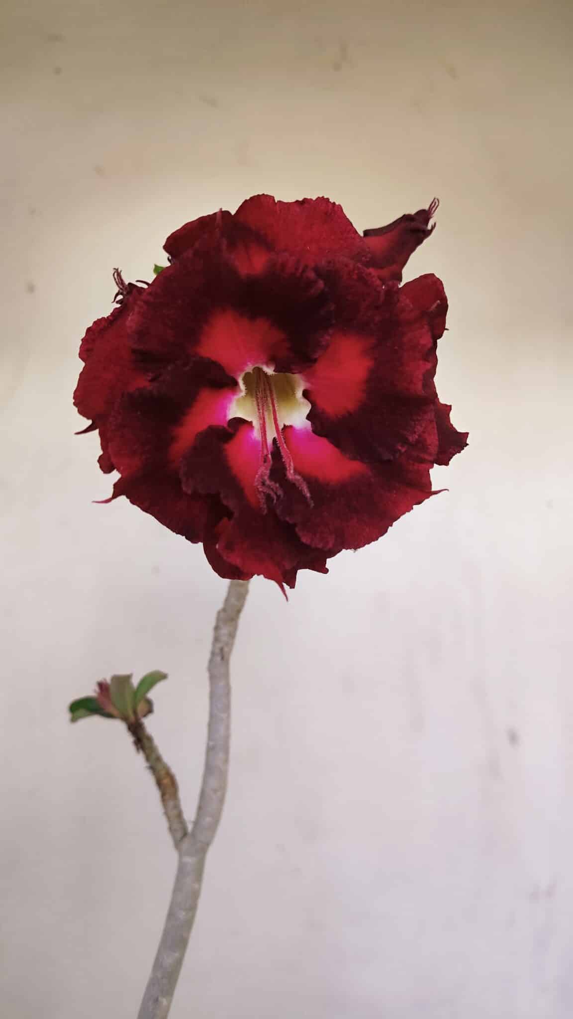 Planta Dobrada 3448 – 35cm – 03 anos - foto 3