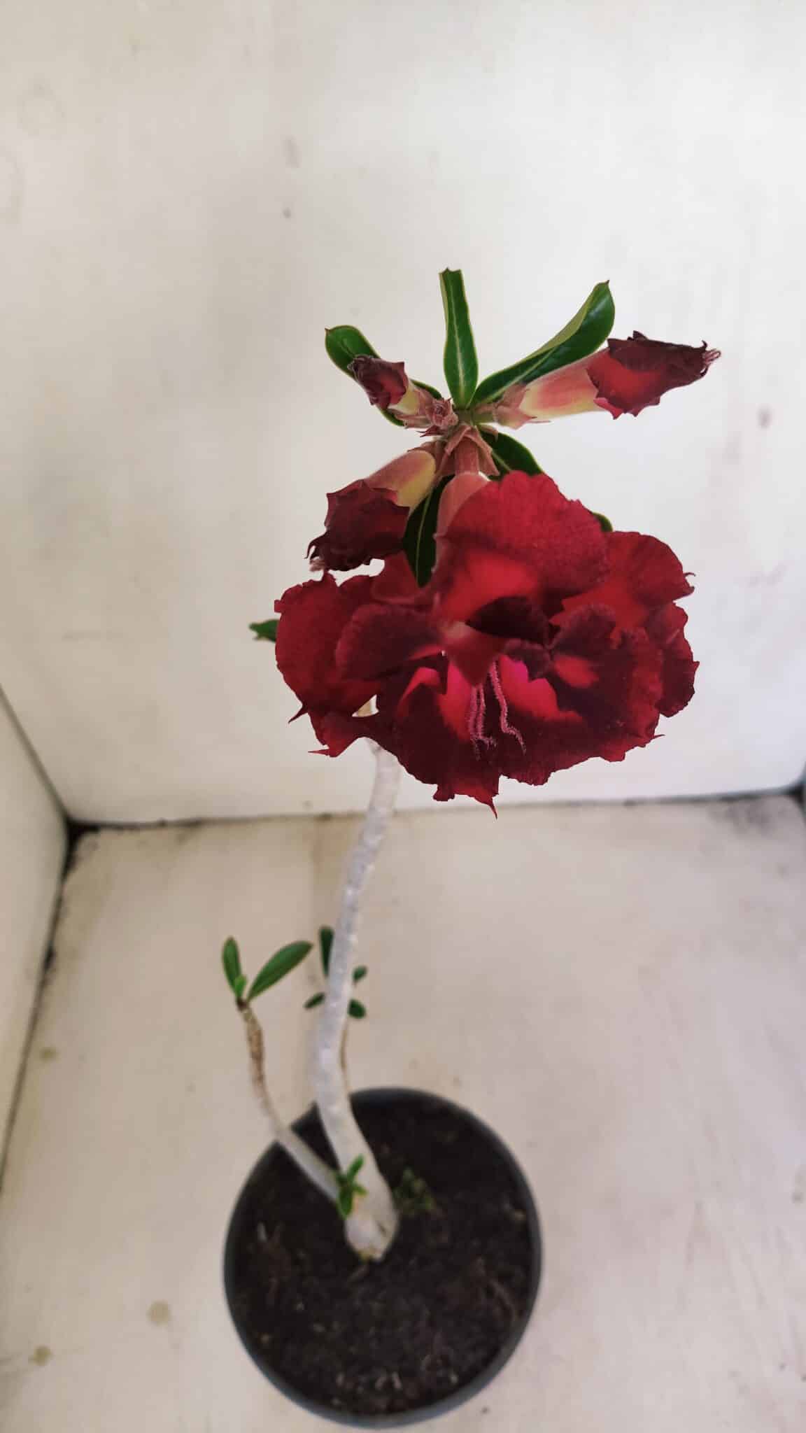 Planta Dobrada 3448 – 35cm – 03 anos - foto 4