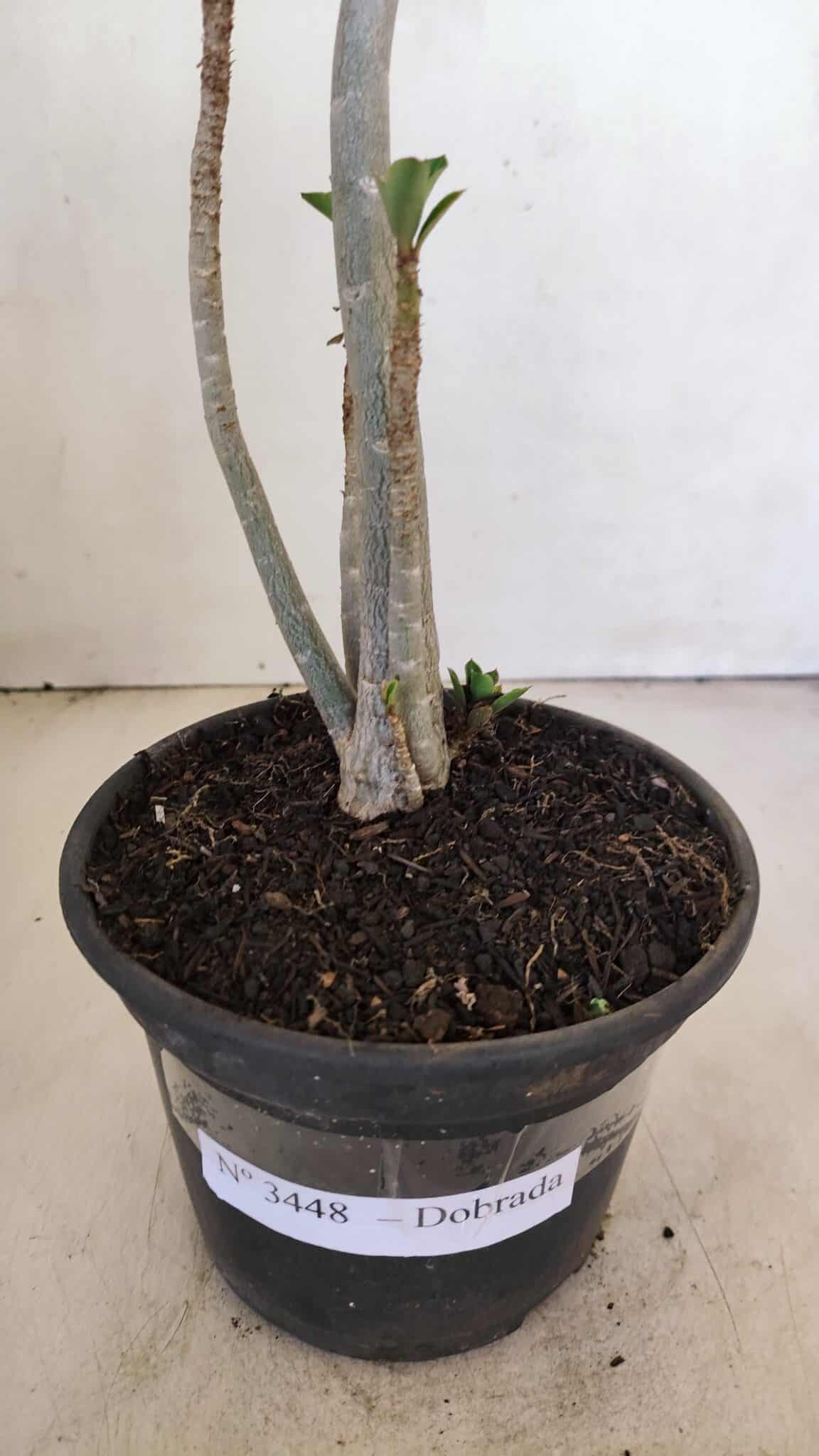 Planta Dobrada 3448 – 35cm – 03 anos - foto 6