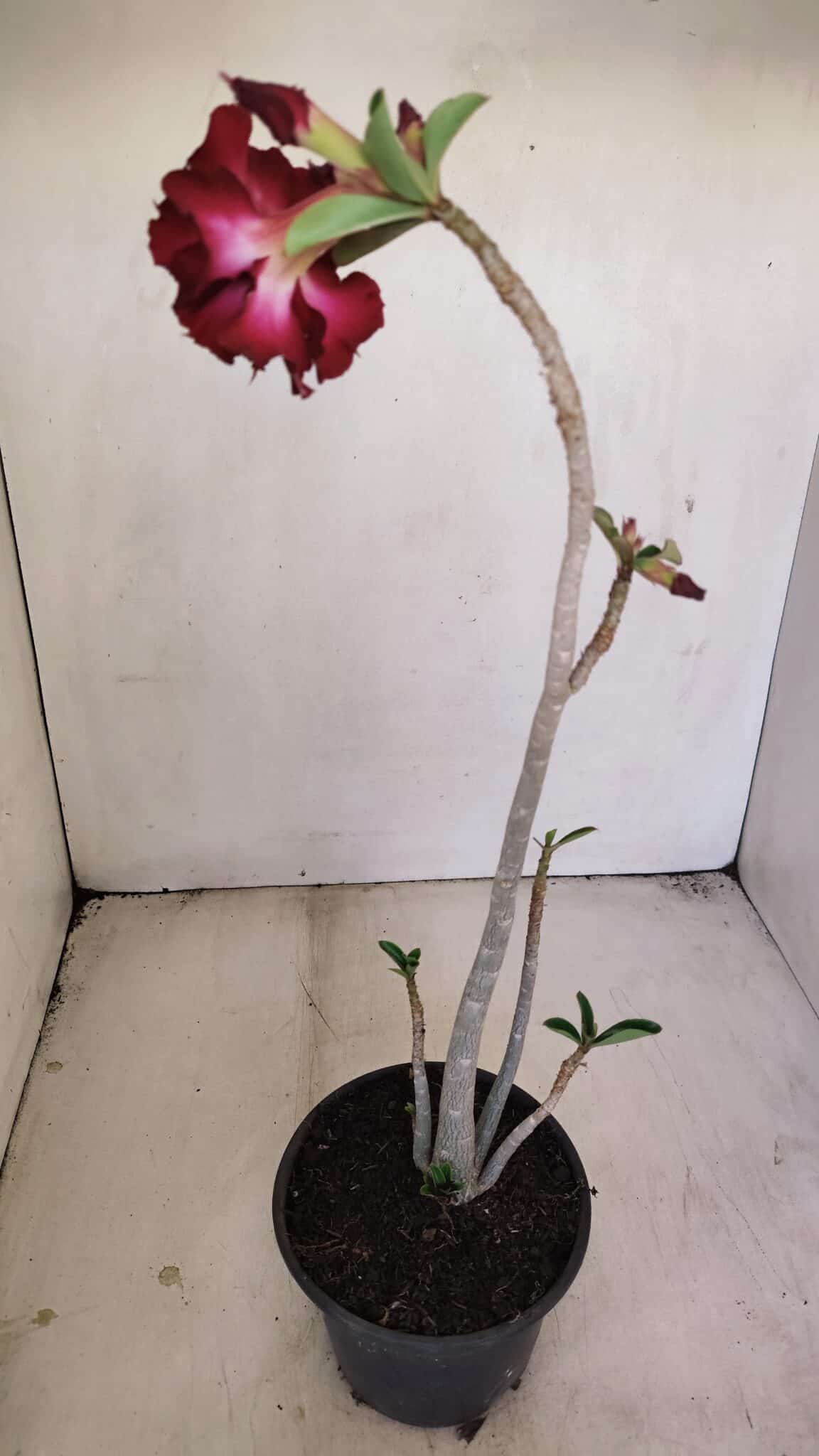 Planta Dobrada 3448 – 35cm – 03 anos - foto 5