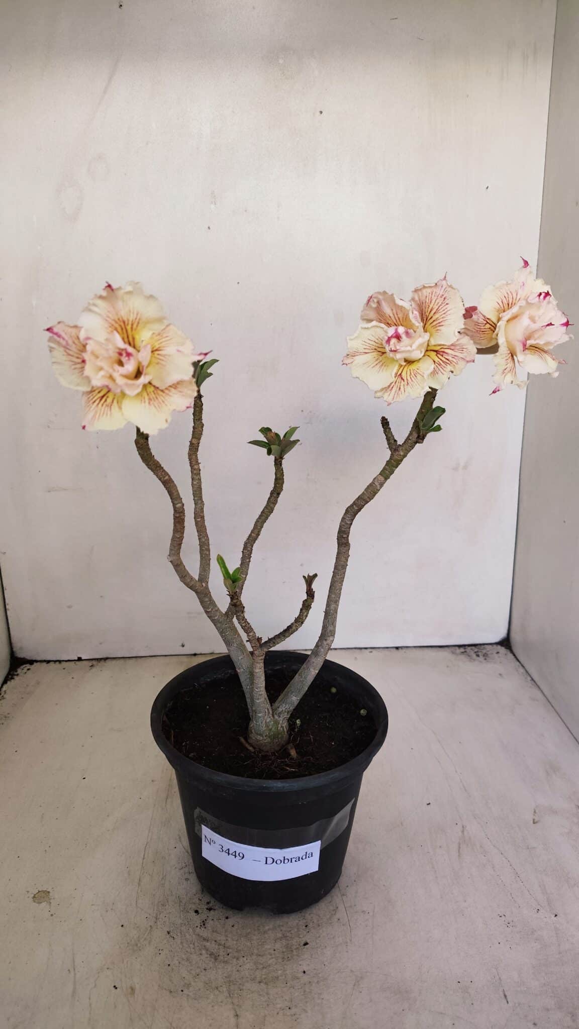 Planta Dobrada 3449 – 30cm – 03 anos - foto 2
