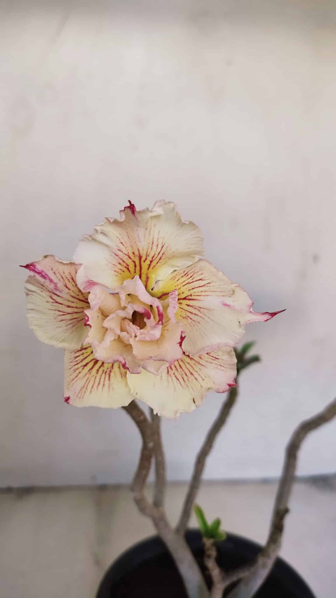 Planta Dobrada 3449 – 30cm – 03 anos - foto 3