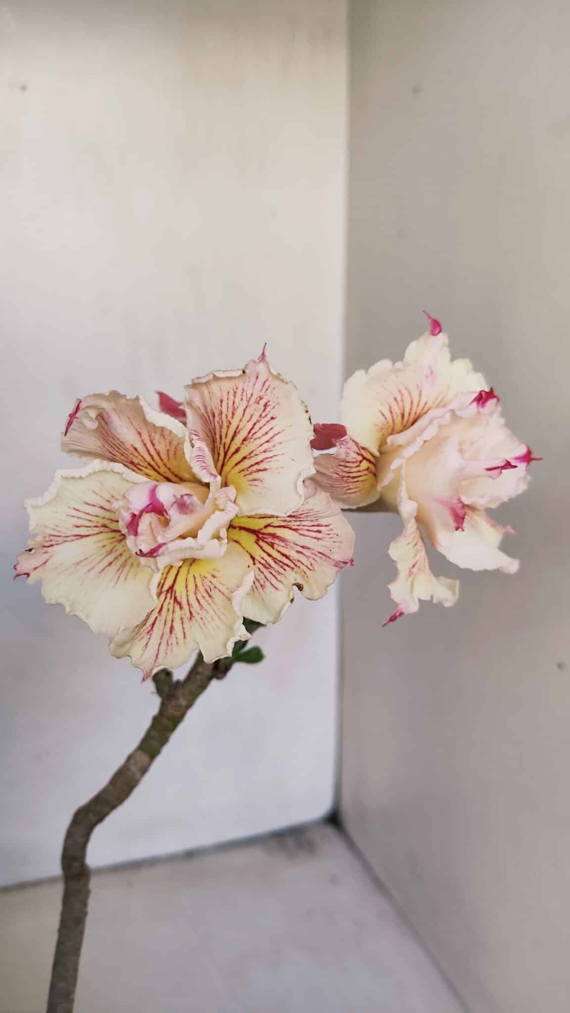 Planta Dobrada 3449 – 30cm – 03 anos - foto 4