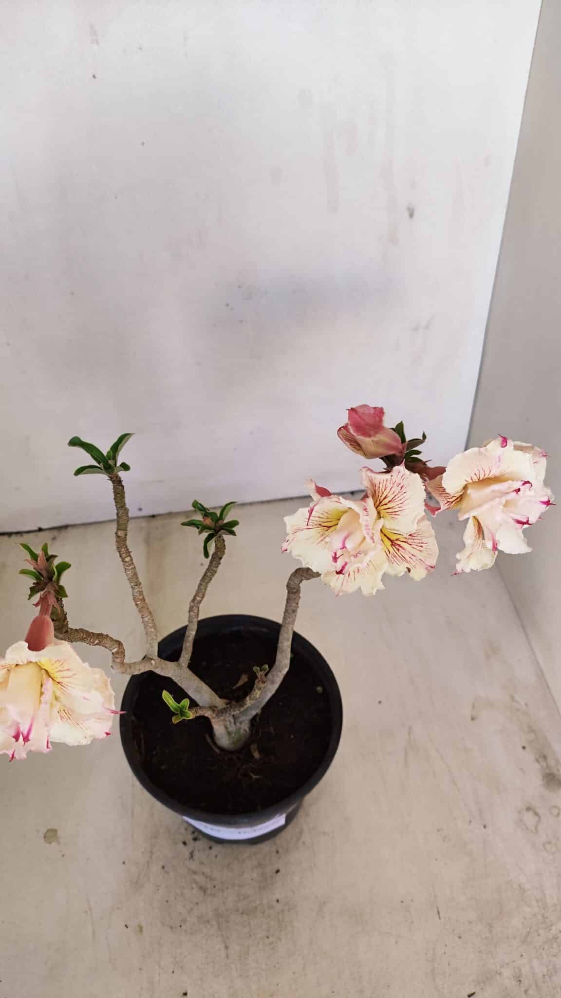 Planta Dobrada 3449 – 30cm – 03 anos - foto 7