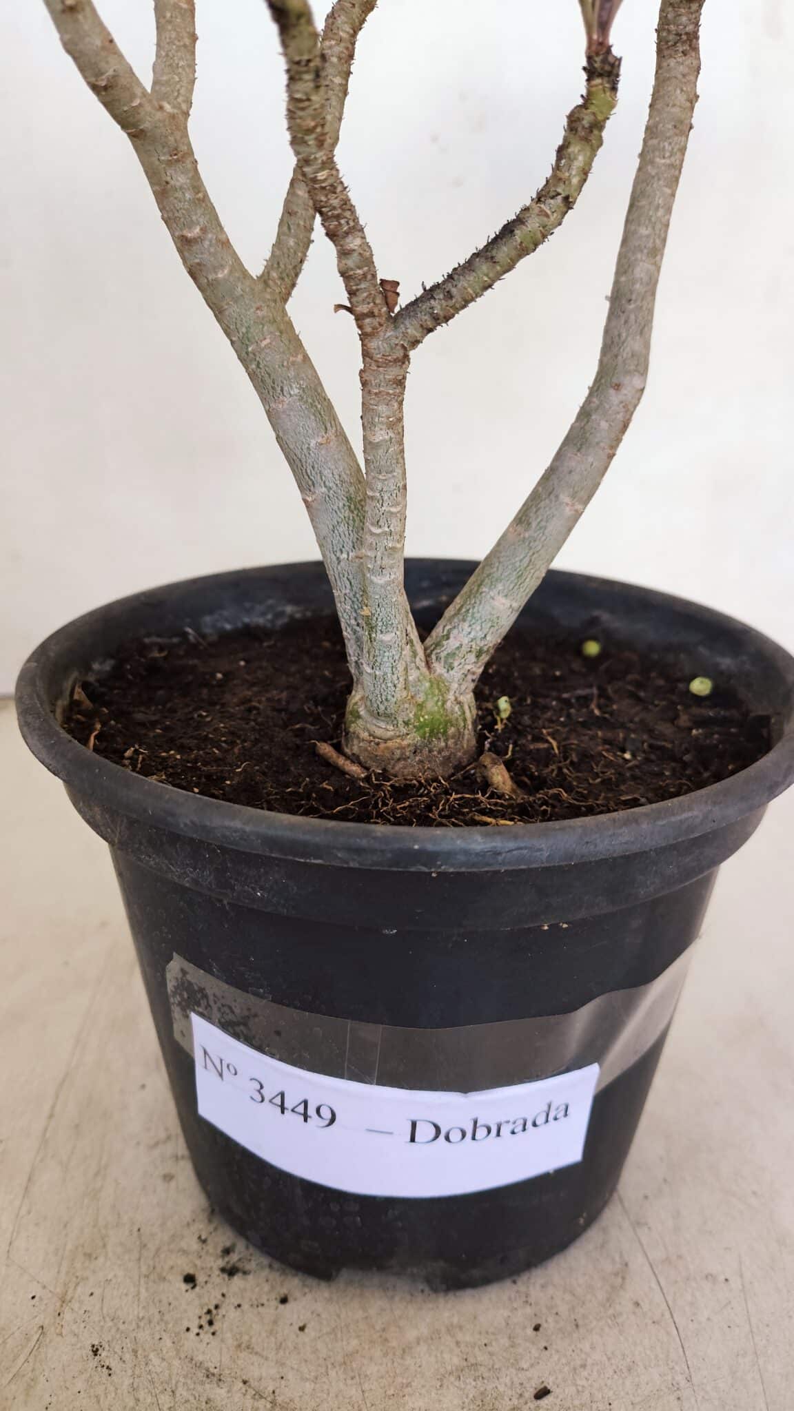 Planta Dobrada 3449 – 30cm – 03 anos - foto 6