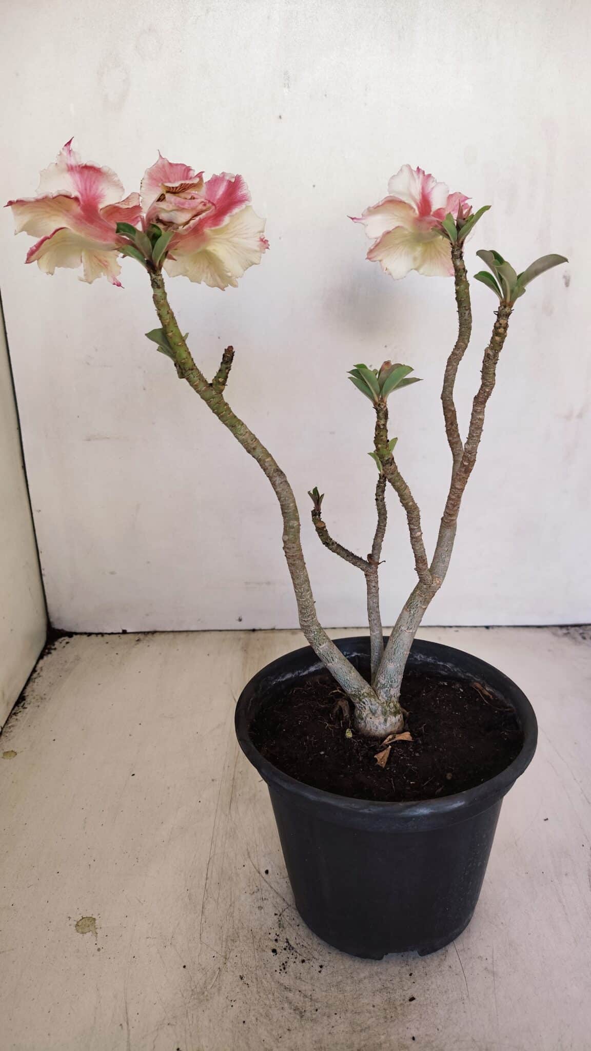 Planta Dobrada 3449 – 30cm – 03 anos - foto 5