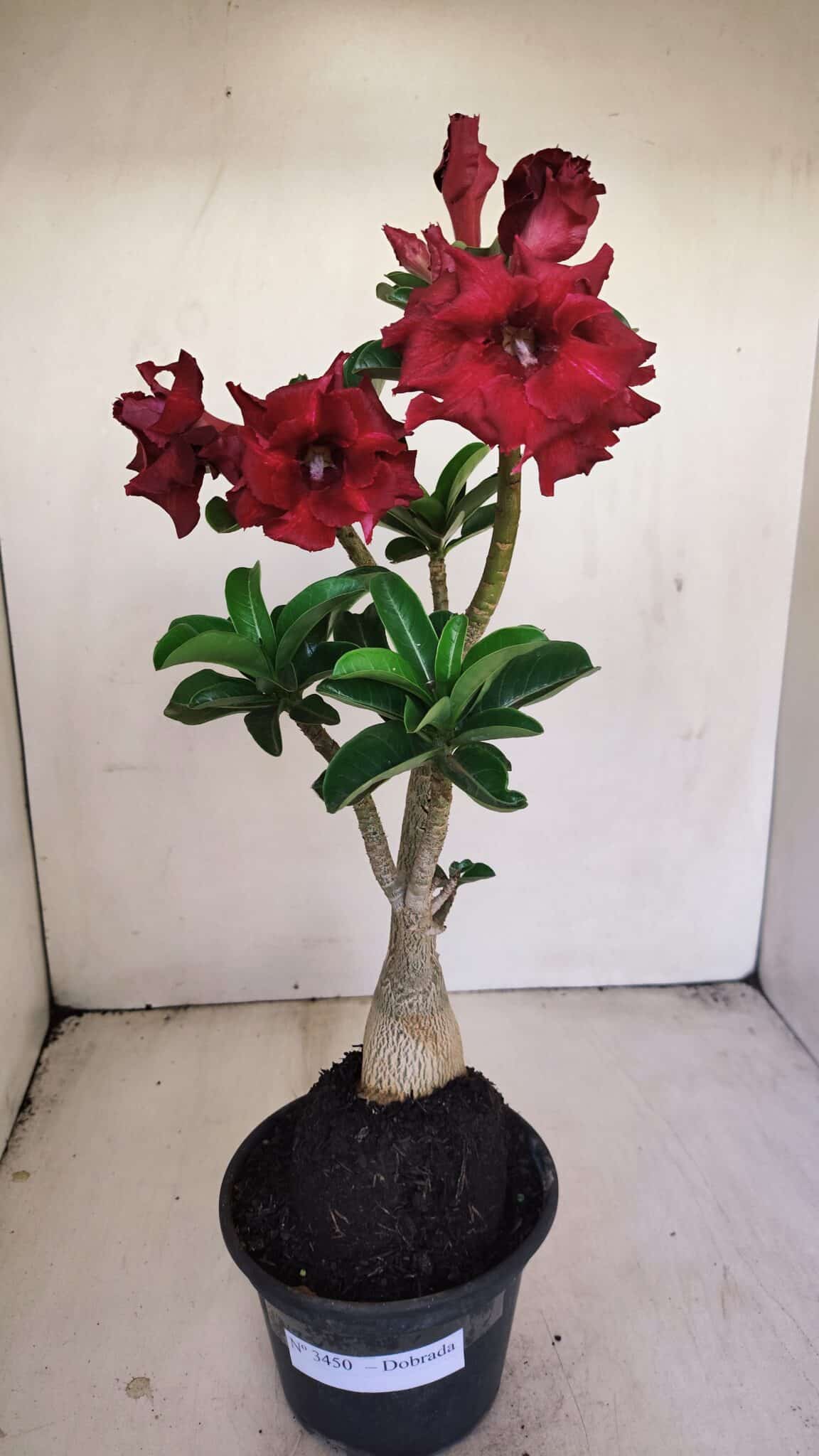 Planta Dobrada 3450 – 35cm – 03 anos - foto 2