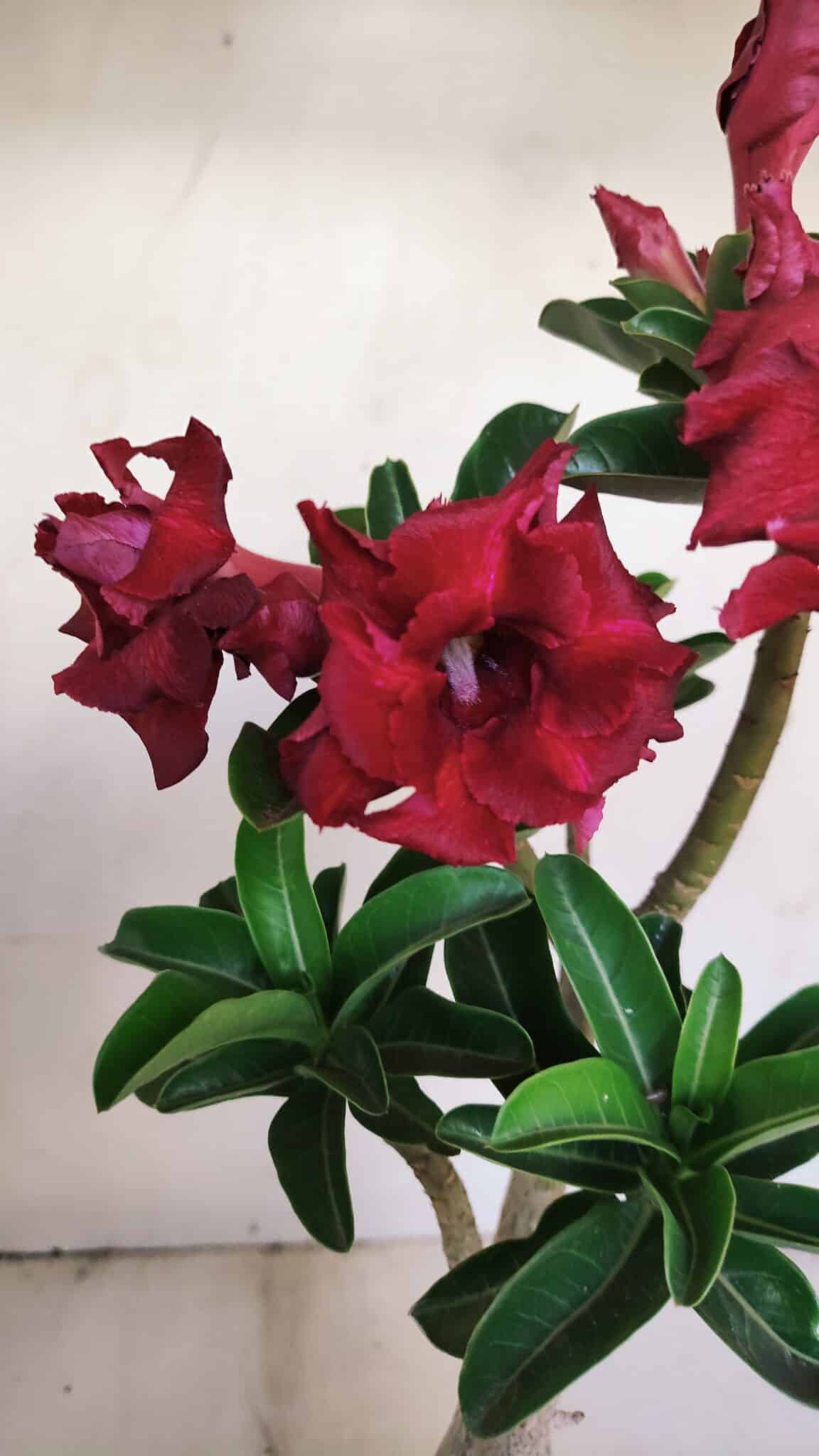 Planta Dobrada 3450 – 35cm – 03 anos - foto 7