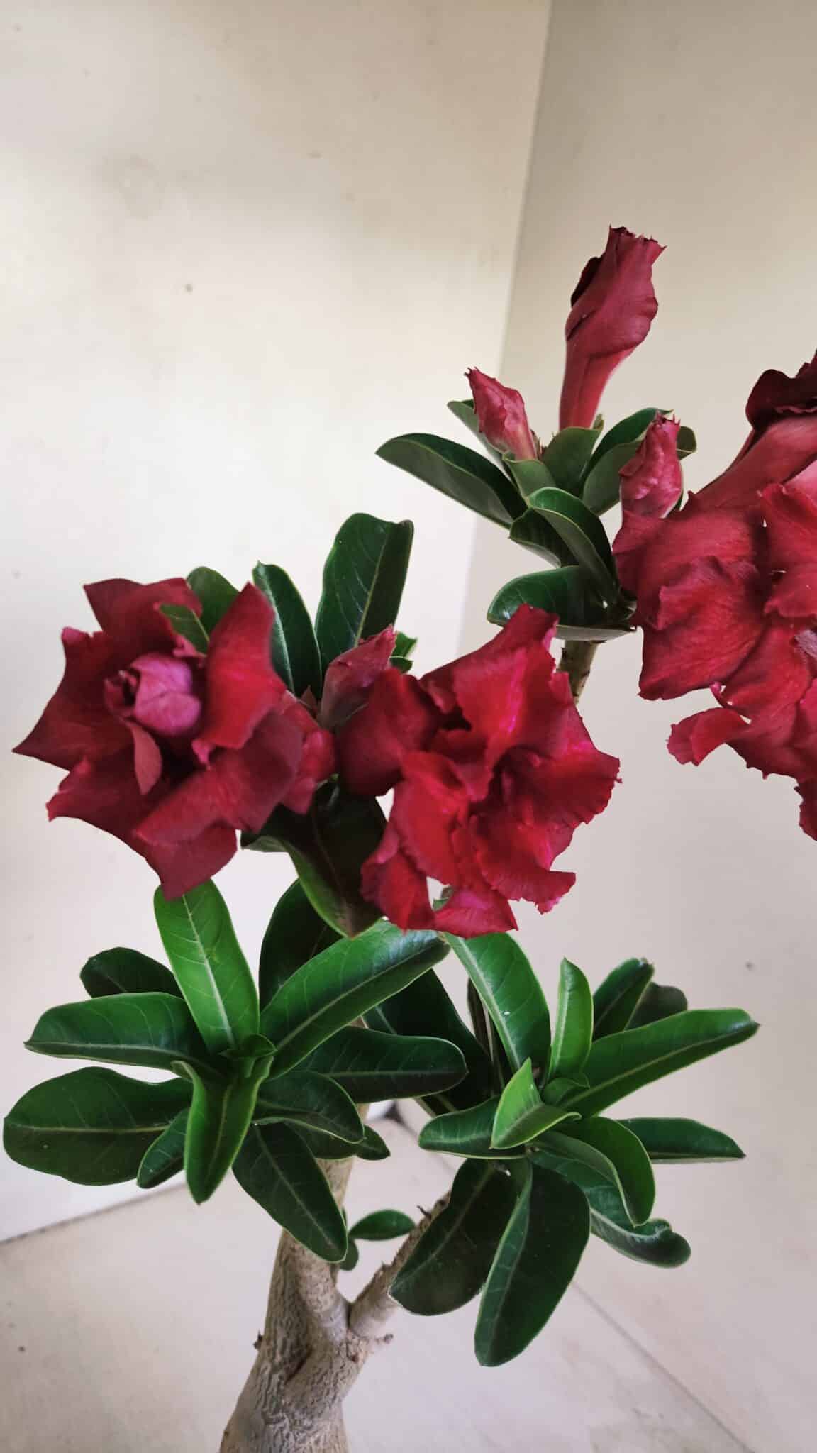 Planta Dobrada 3450 – 35cm – 03 anos - foto 6