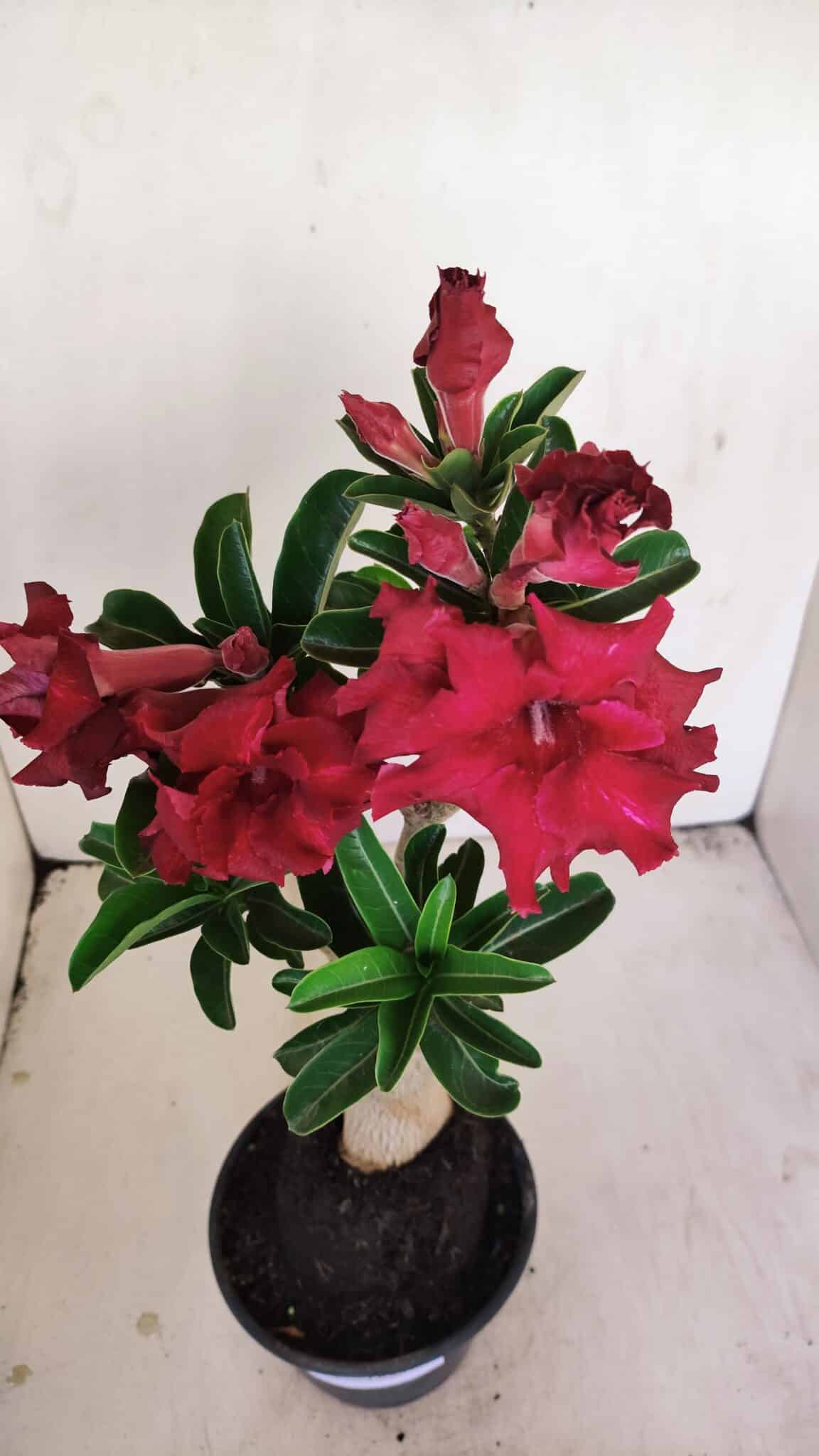 Planta Dobrada 3450 – 35cm – 03 anos - foto 5