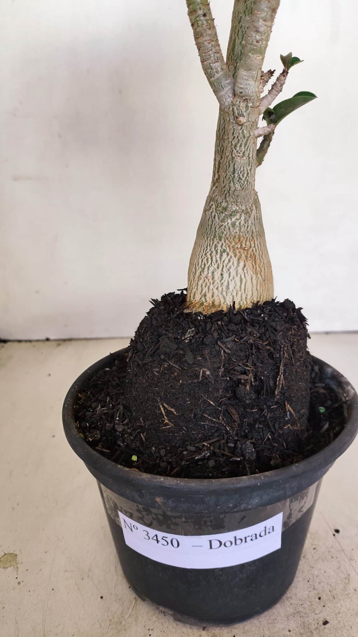 Planta Dobrada 3450 – 35cm – 03 anos - foto 4