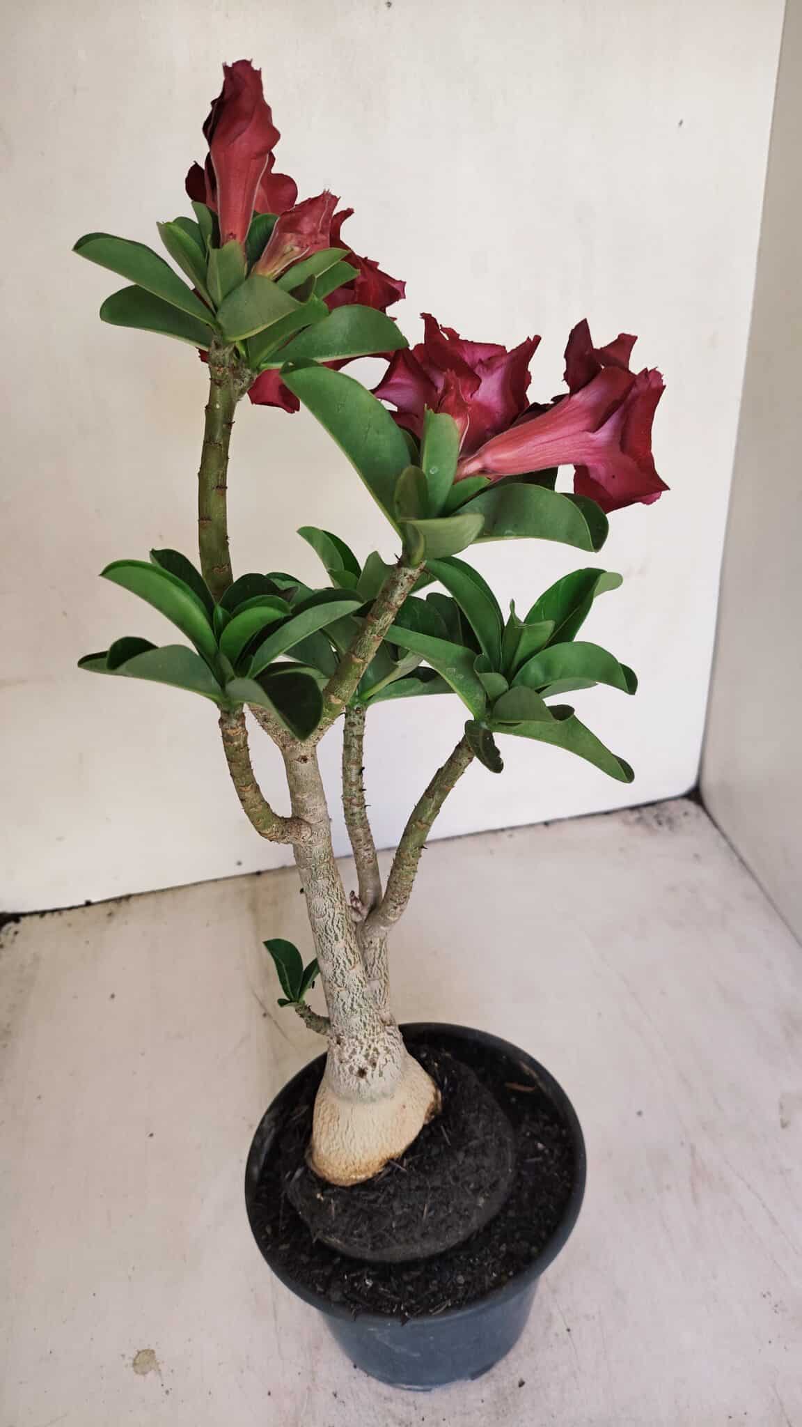 Planta Dobrada 3450 – 35cm – 03 anos - foto 3