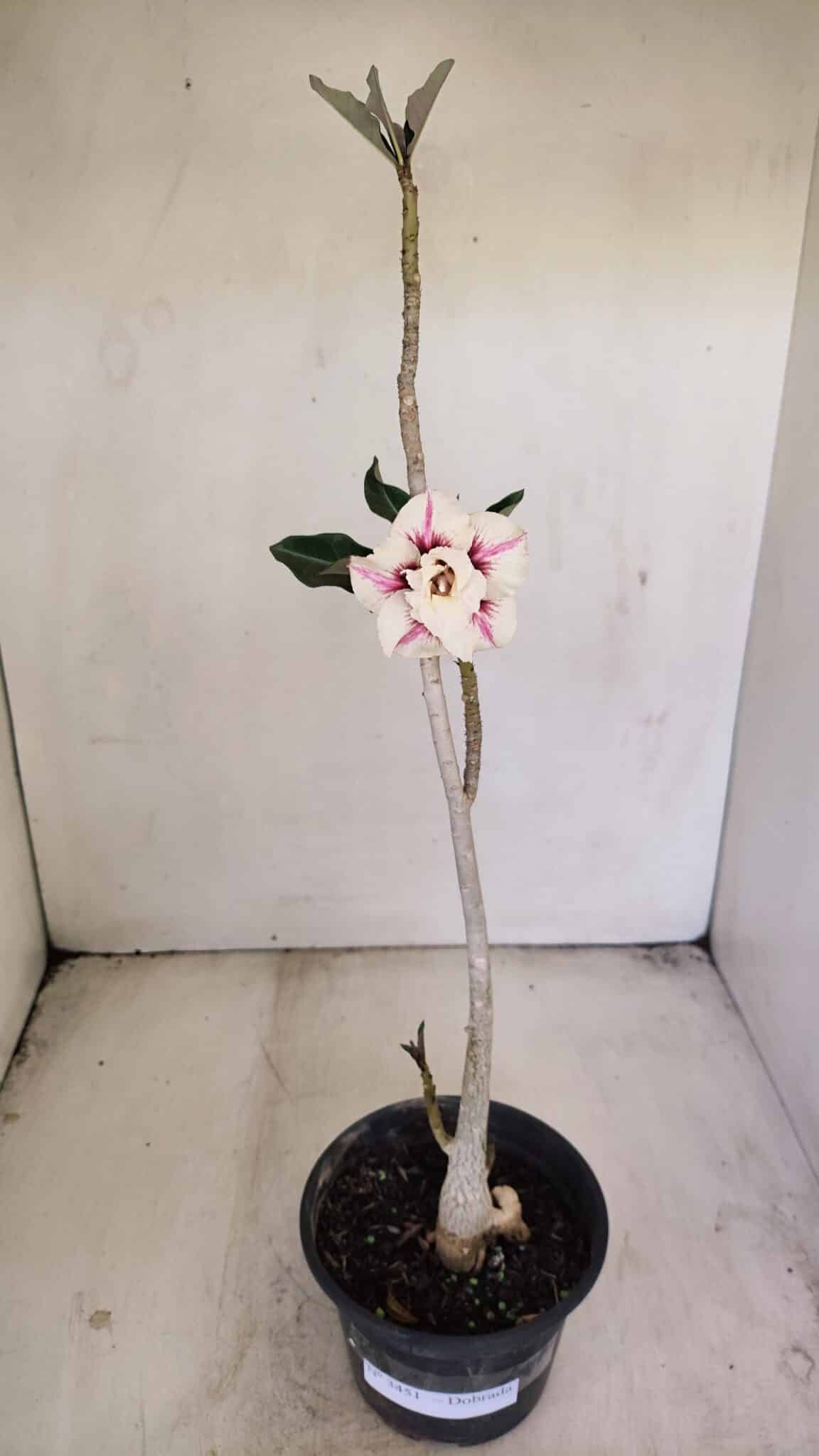 Planta Dobrada 3451 – 35cm – 03 anos - foto 2