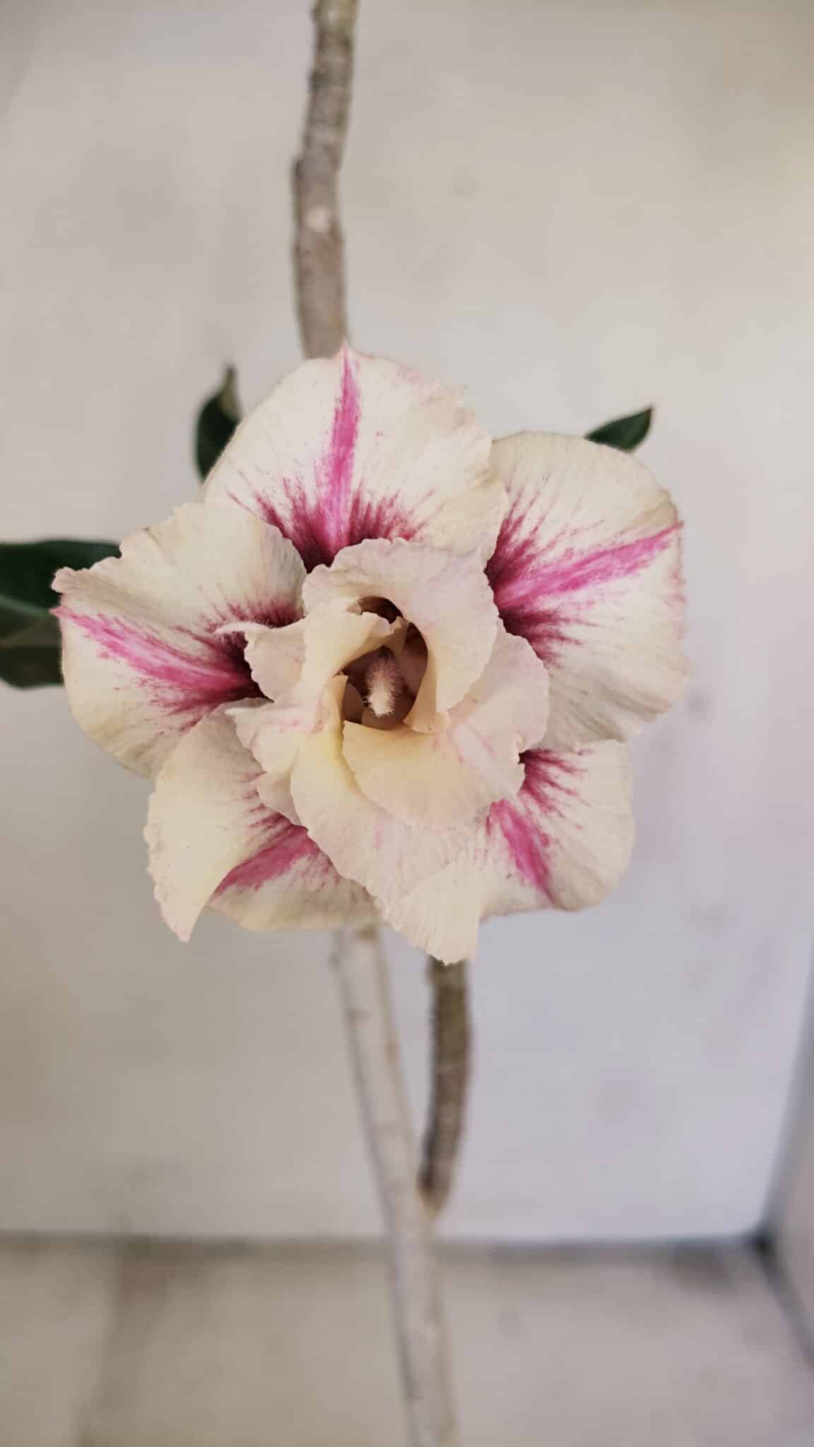 Planta Dobrada 3451 – 35cm – 03 anos - foto 3