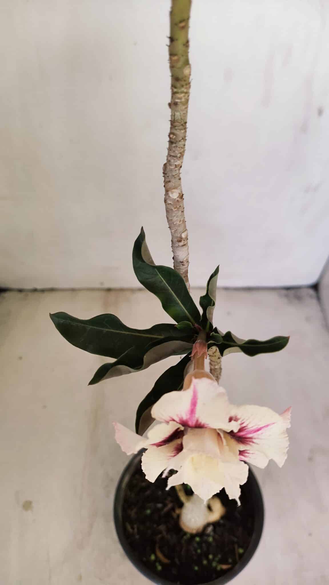 Planta Dobrada 3451 – 35cm – 03 anos - foto 4