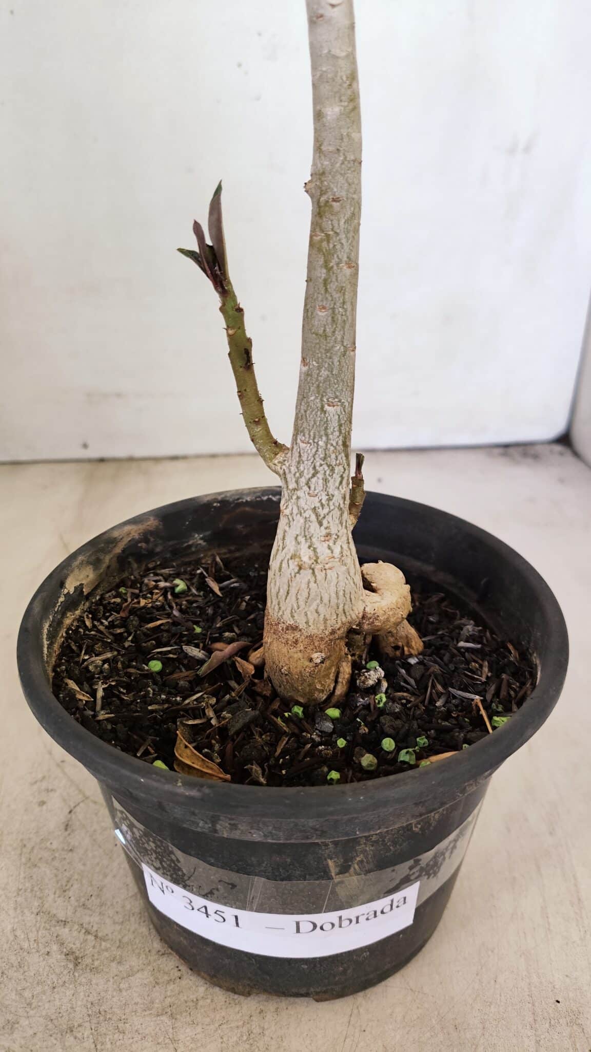Planta Dobrada 3451 – 35cm – 03 anos - foto 7