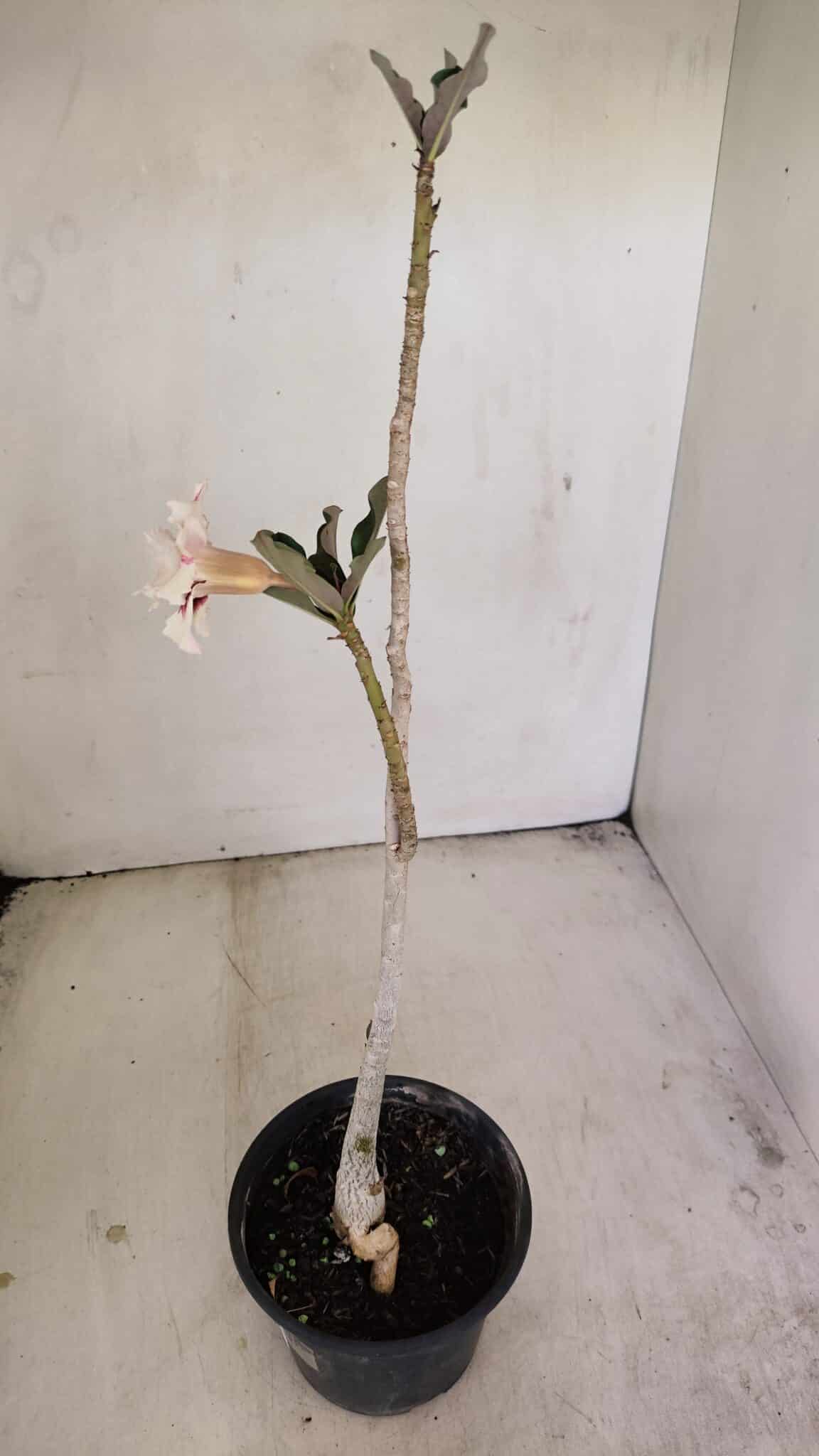Planta Dobrada 3451 – 35cm – 03 anos - foto 6