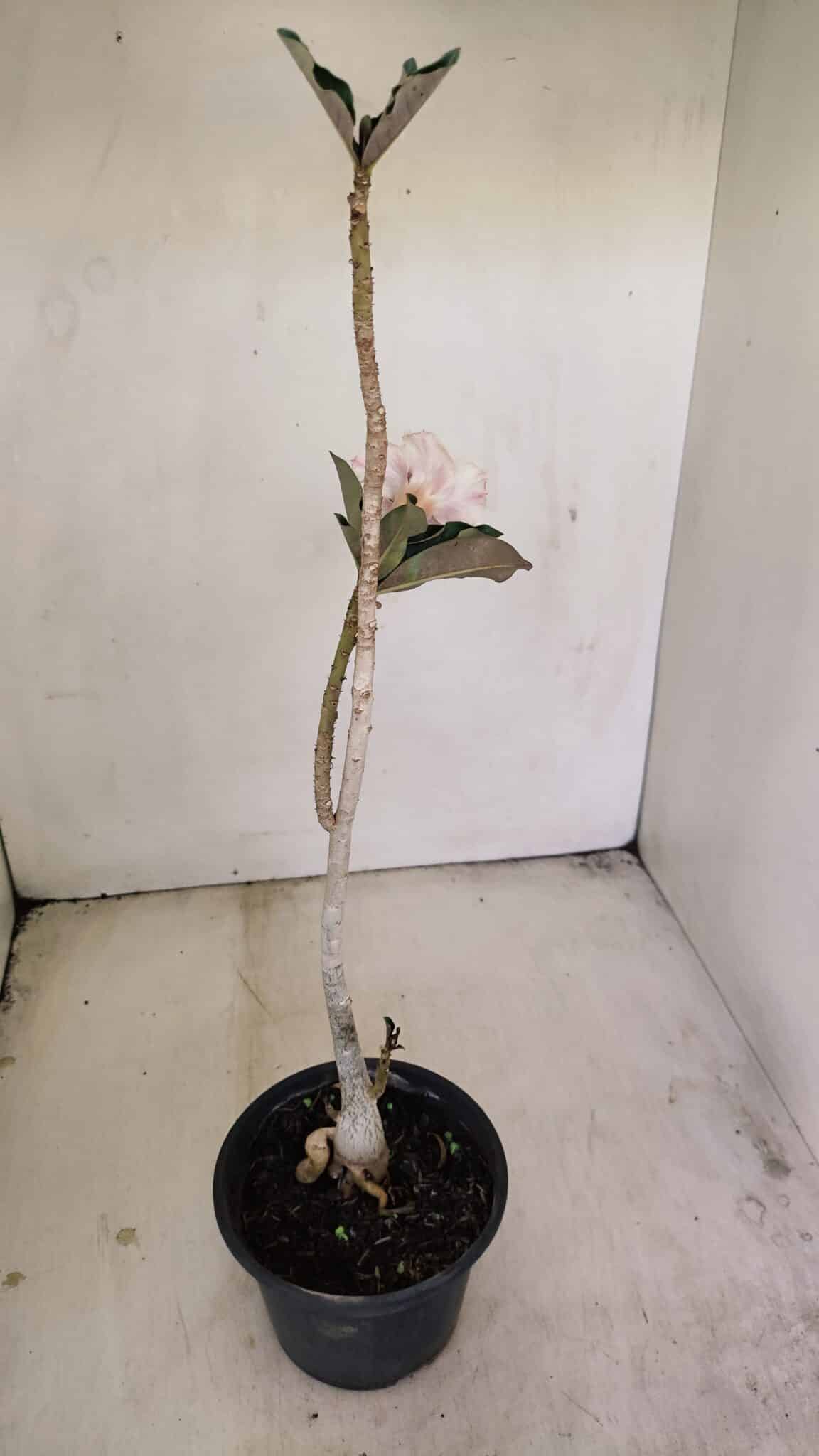 Planta Dobrada 3451 – 35cm – 03 anos - foto 5