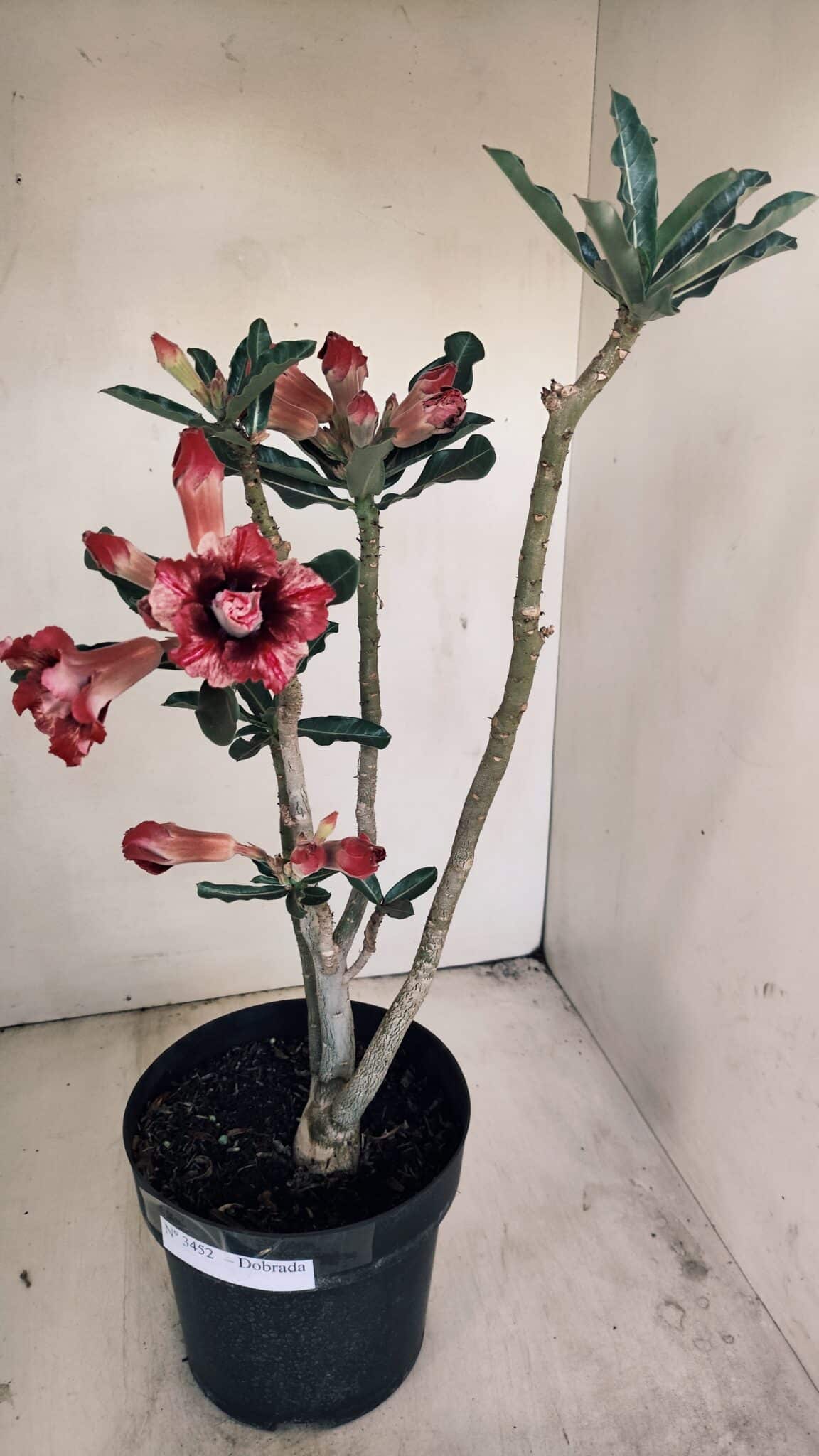 Planta Dobrada 3452 – 40cm – 03 anos - foto 2