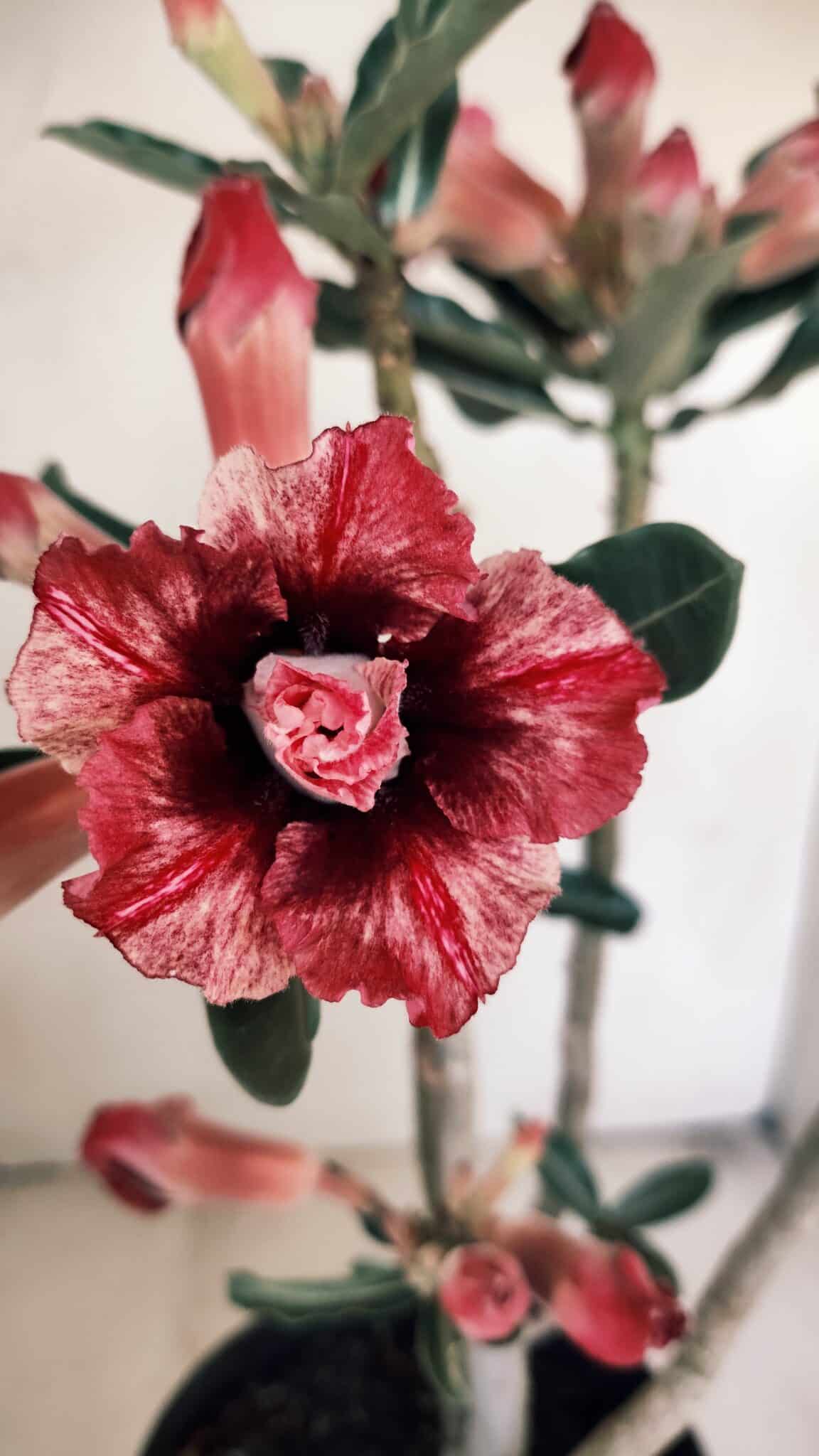 Planta Dobrada 3452 – 40cm – 03 anos - foto 3