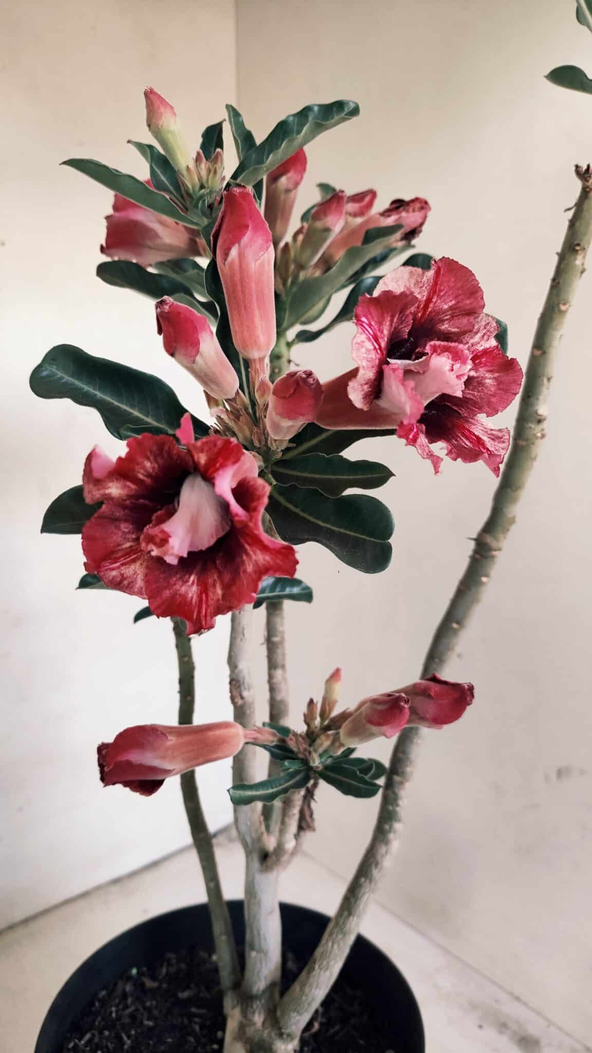Planta Dobrada 3452 – 40cm – 03 anos - foto 4