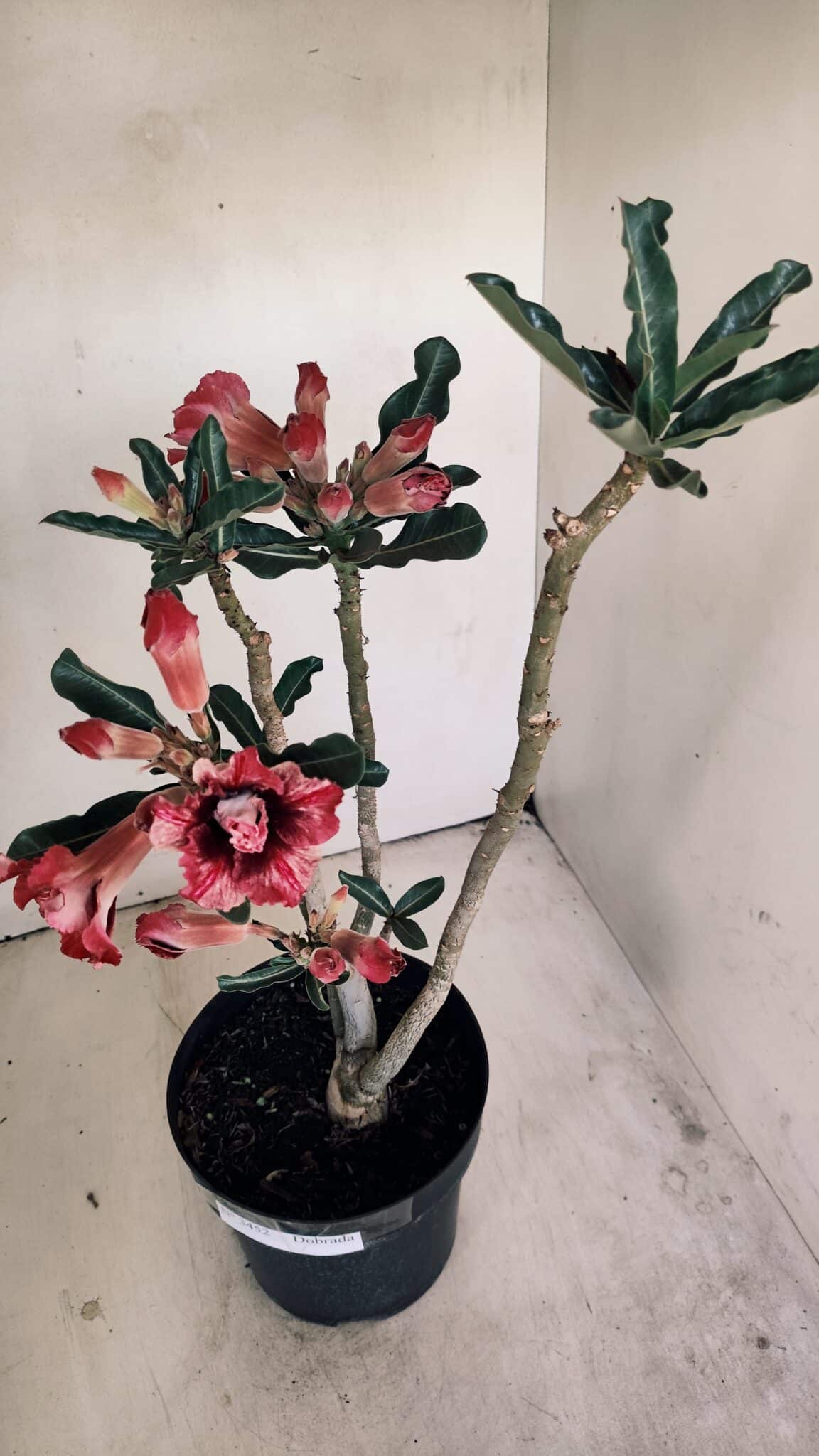 Planta Dobrada 3452 – 40cm – 03 anos - foto 5