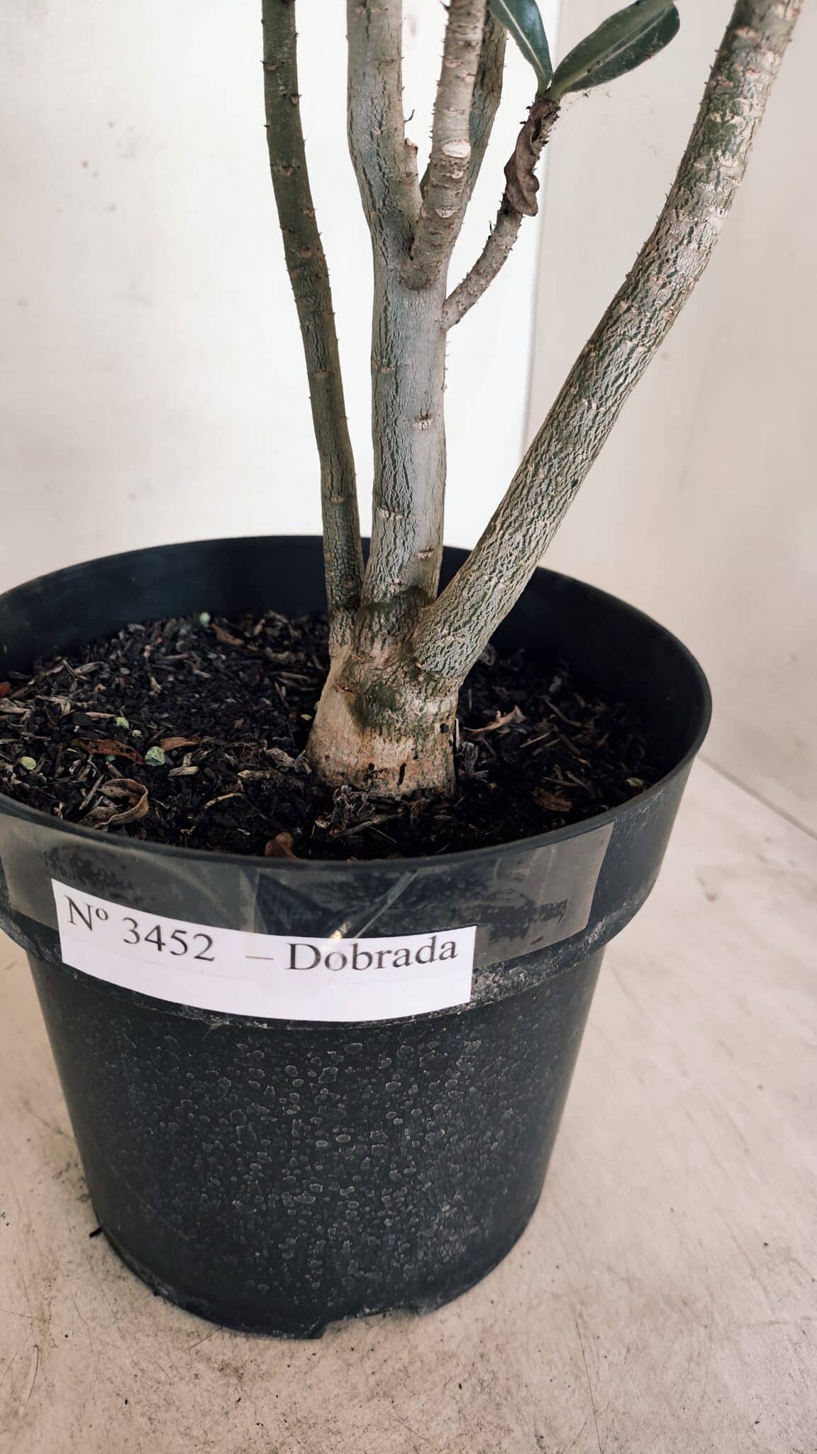 Planta Dobrada 3452 – 40cm – 03 anos - foto 8