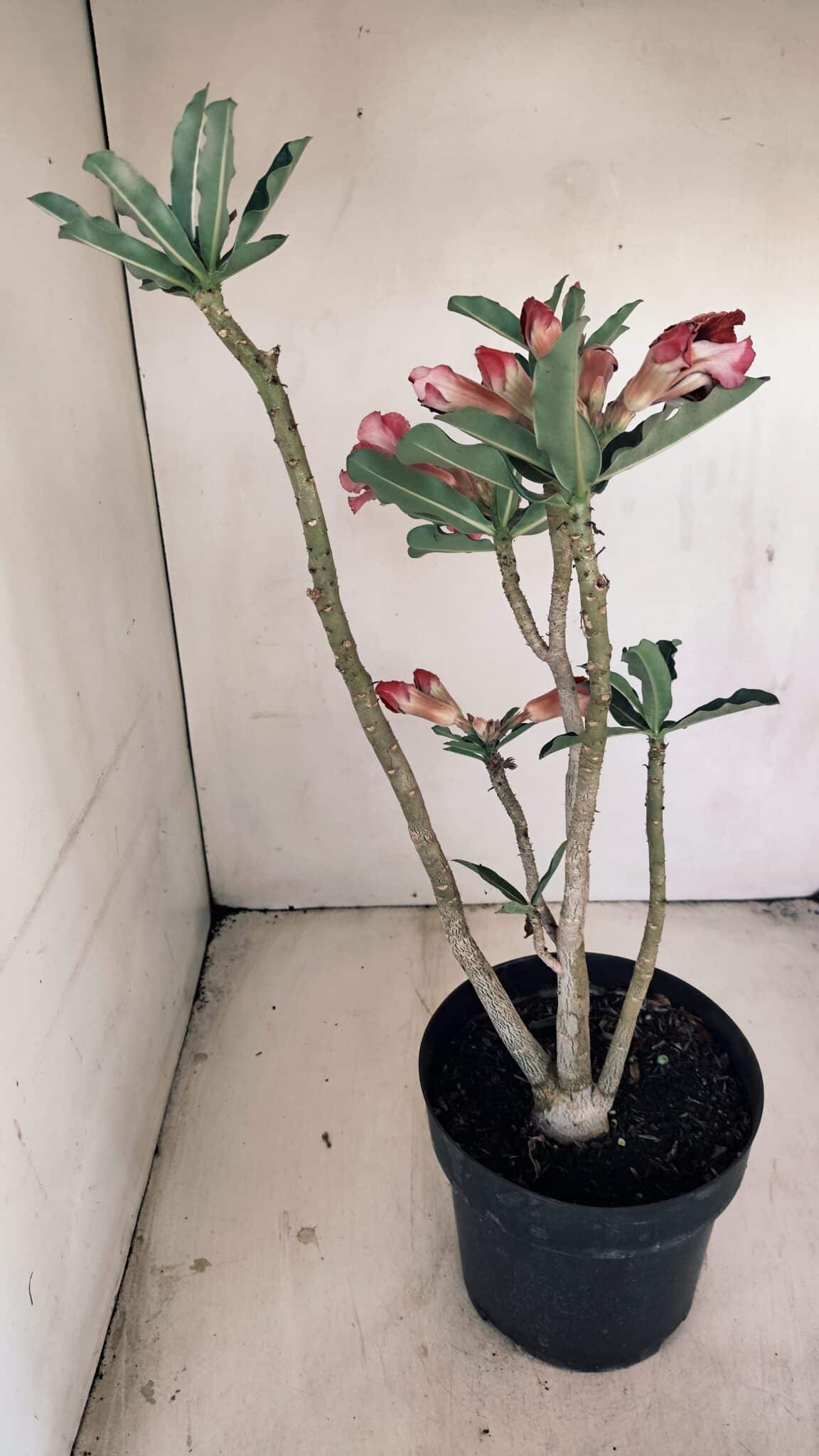 Planta Dobrada 3452 – 40cm – 03 anos - foto 7