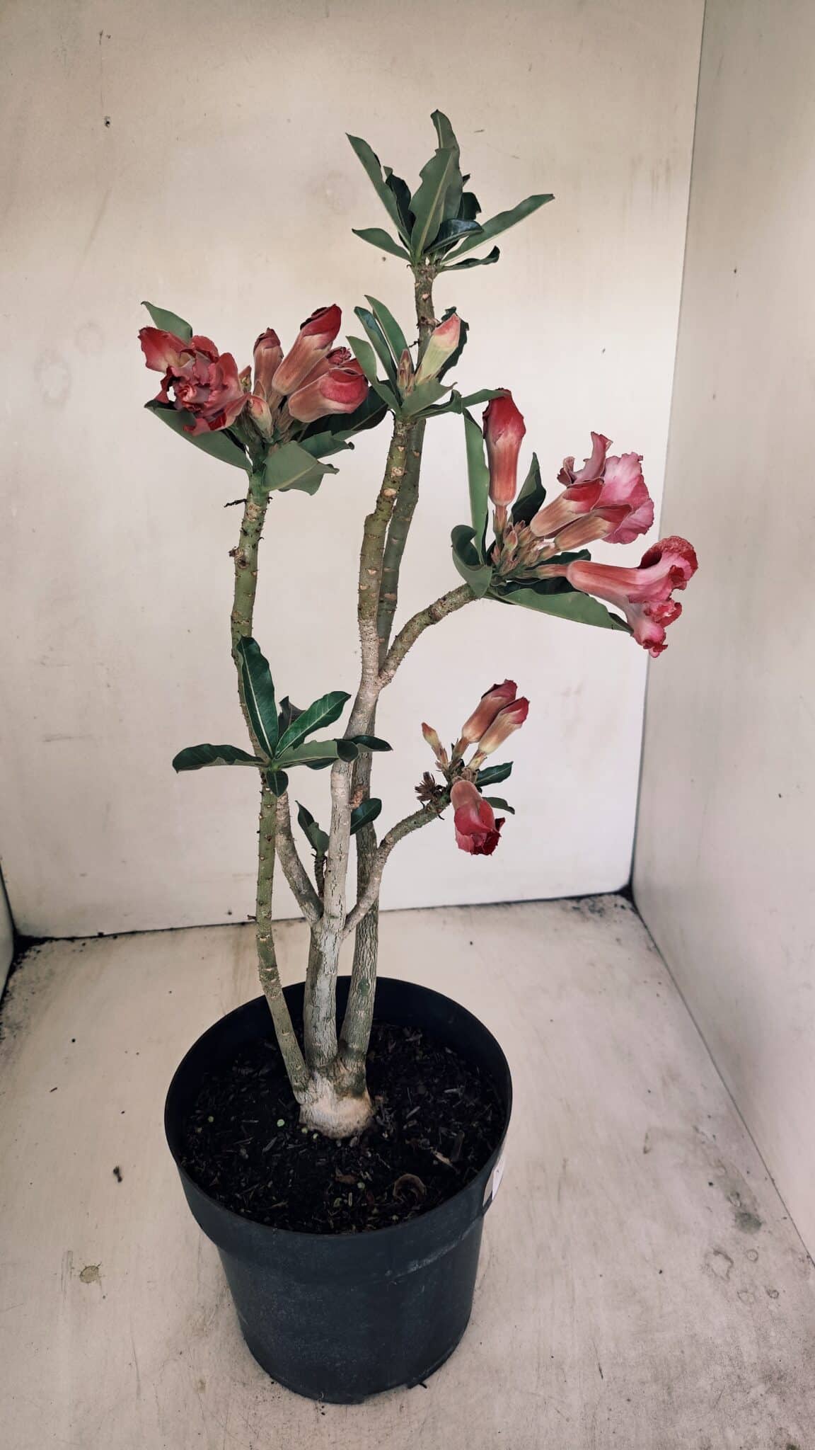 Planta Dobrada 3452 – 40cm – 03 anos - foto 6