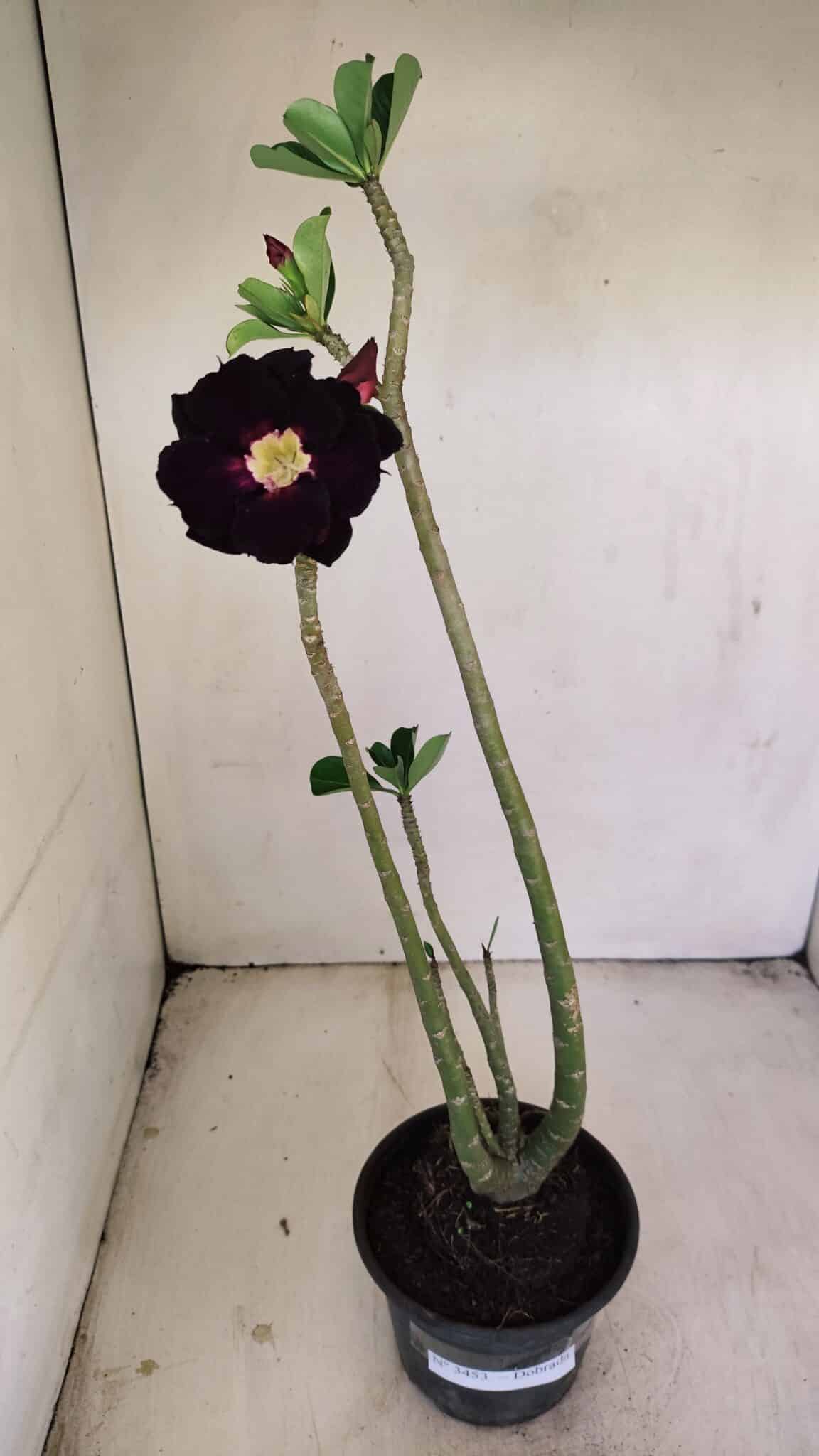 Planta Dobrada 3453 – 35cm – 03 anos - foto 2
