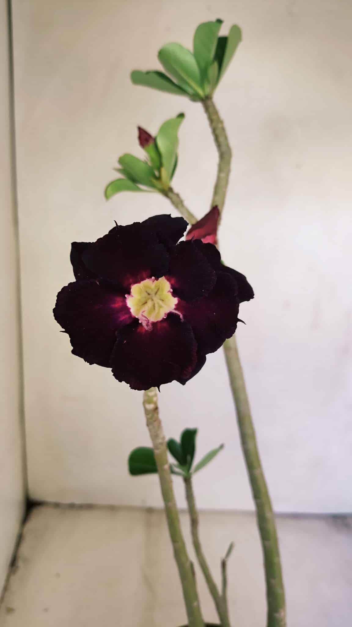 Planta Dobrada 3453 – 35cm – 03 anos - foto 3