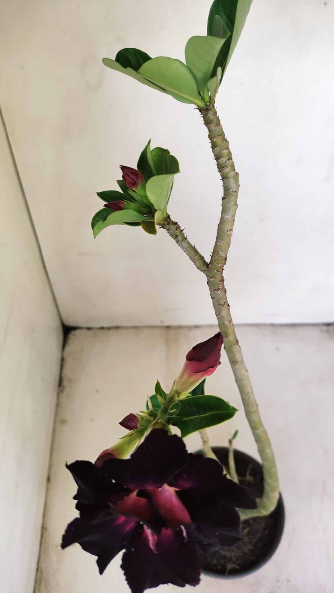 Planta Dobrada 3453 – 35cm – 03 anos - foto 6