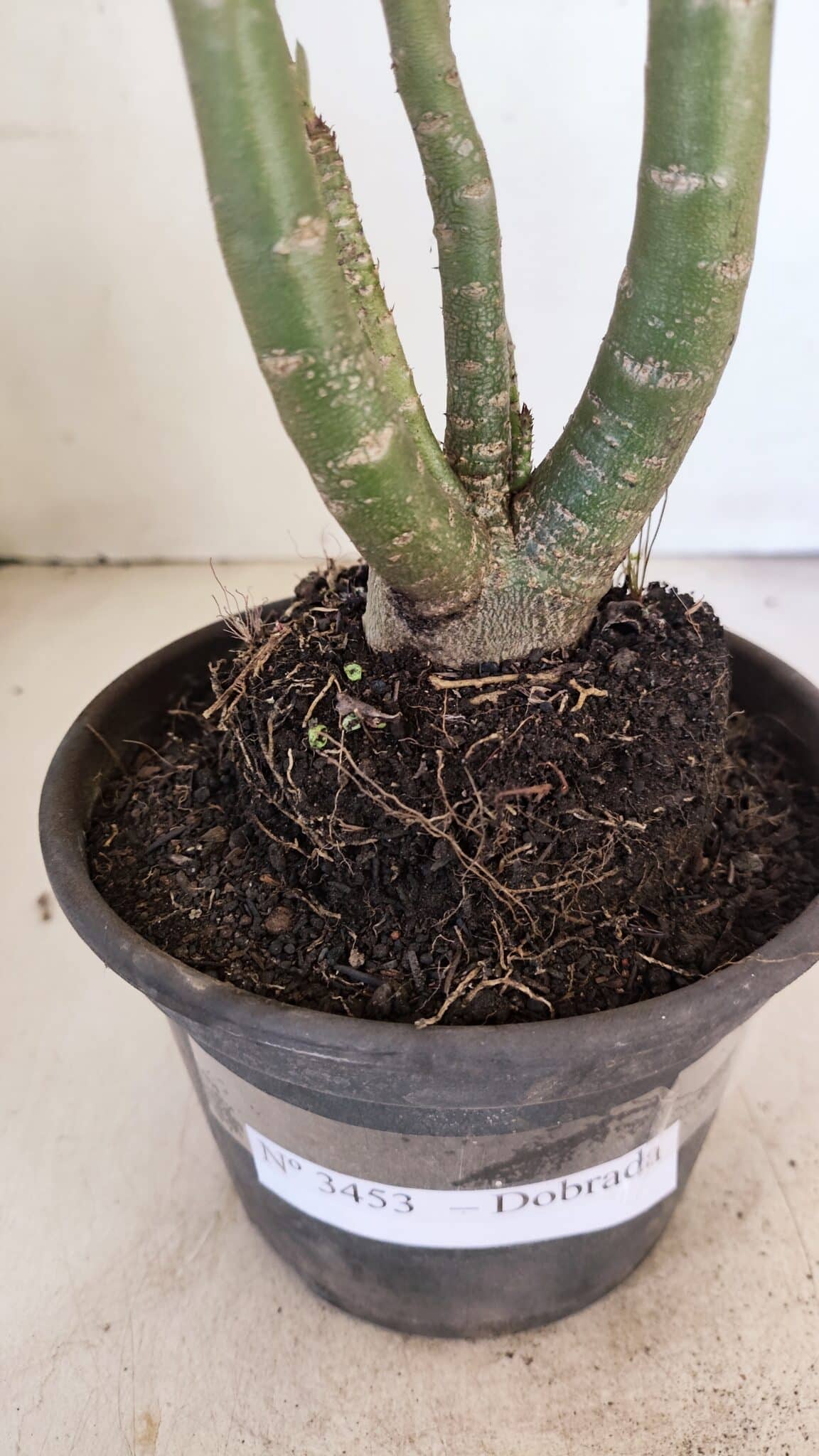 Planta Dobrada 3453 – 35cm – 03 anos - foto 5