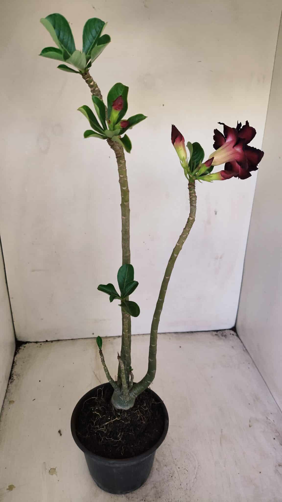 Planta Dobrada 3453 – 35cm – 03 anos - foto 4