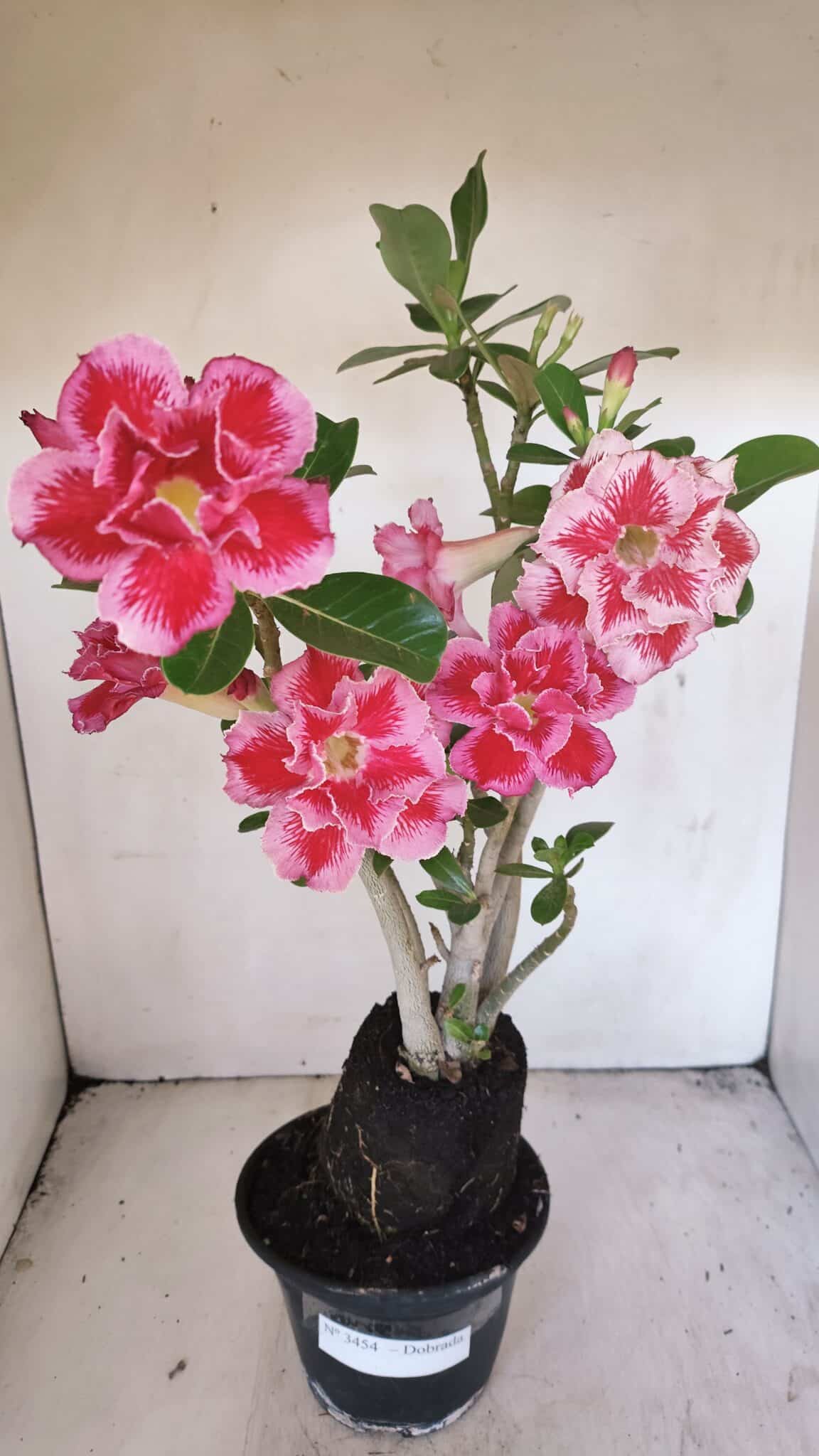 Planta Dobrada 3454 – 35cm – 03 anos - foto 2