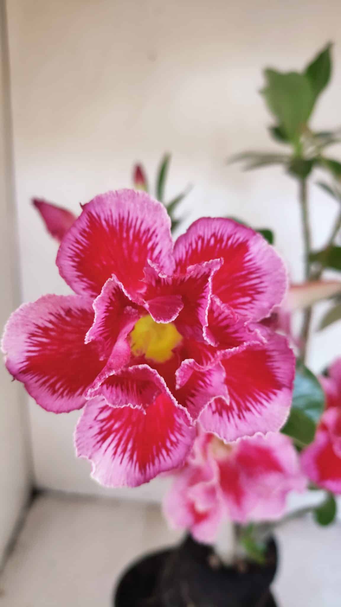 Planta Dobrada 3454 – 35cm – 03 anos - foto 4