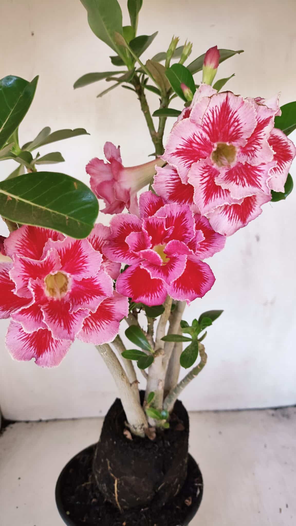 Planta Dobrada 3454 – 35cm – 03 anos - foto 3